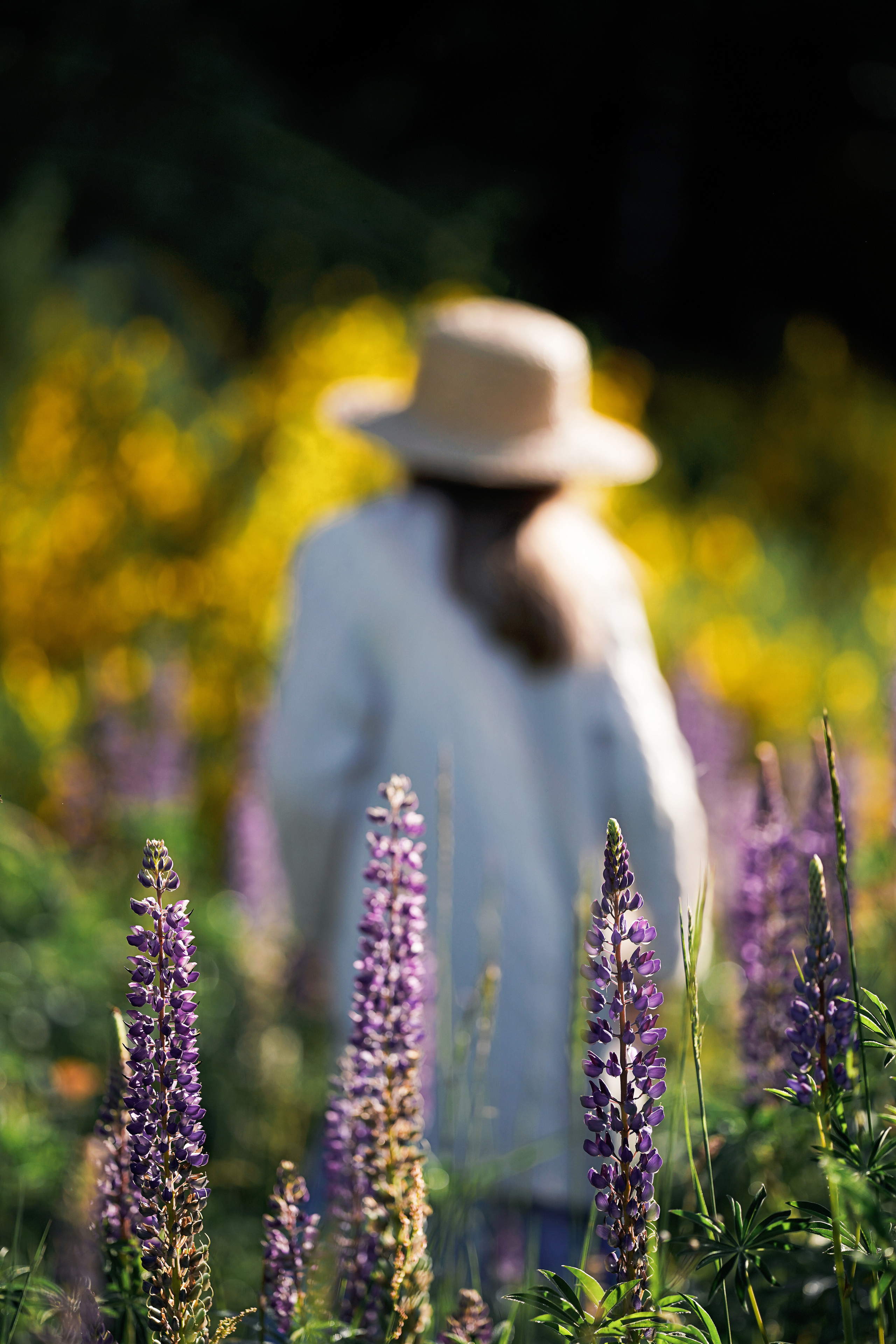Дикие люпины. Семейный, детский и женский фотограф в Германии, Трире