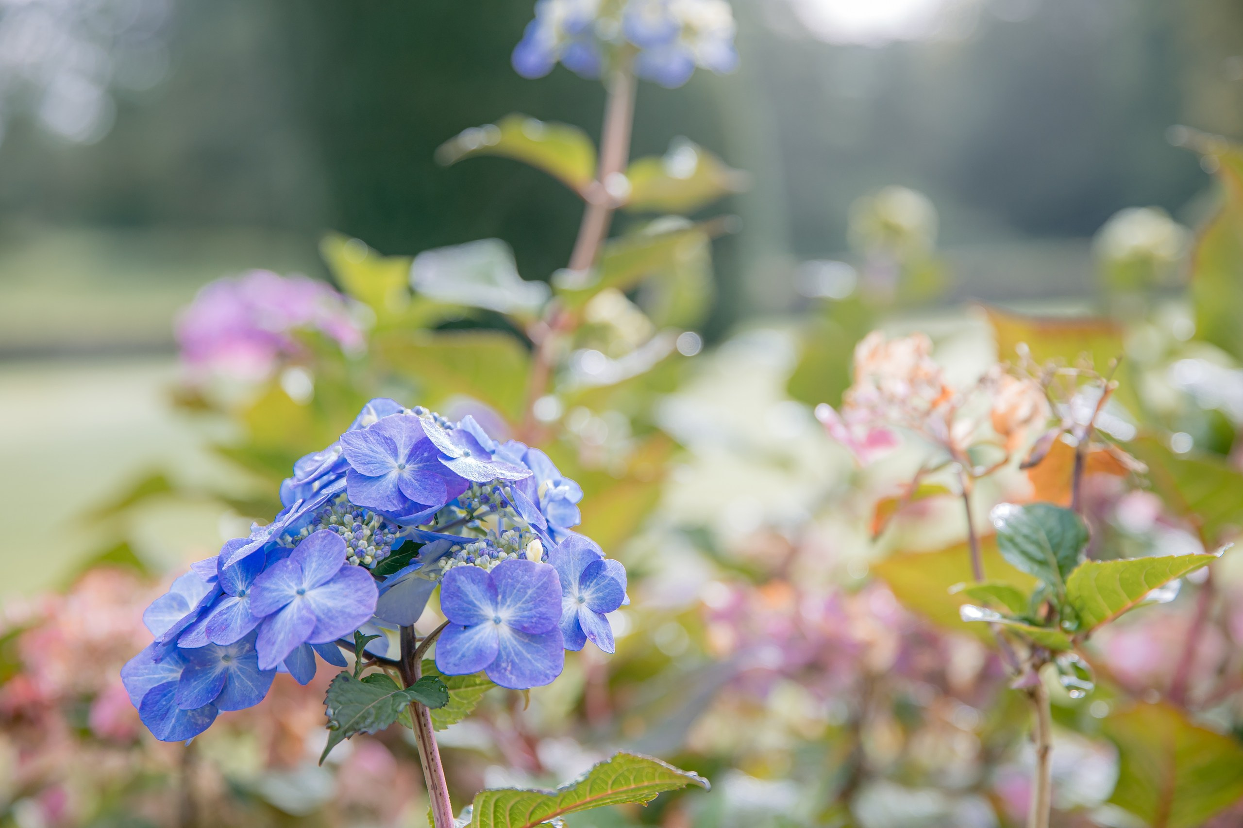 BobFest'23 in 2 days — TRUE LEGEND. September, 2023. Timeless Wedding & Event Photography — based London, working across Europe