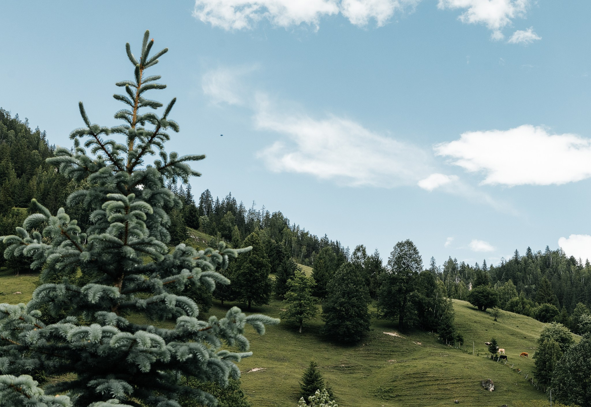 Radu si Diana. Wedding photographer and videographer