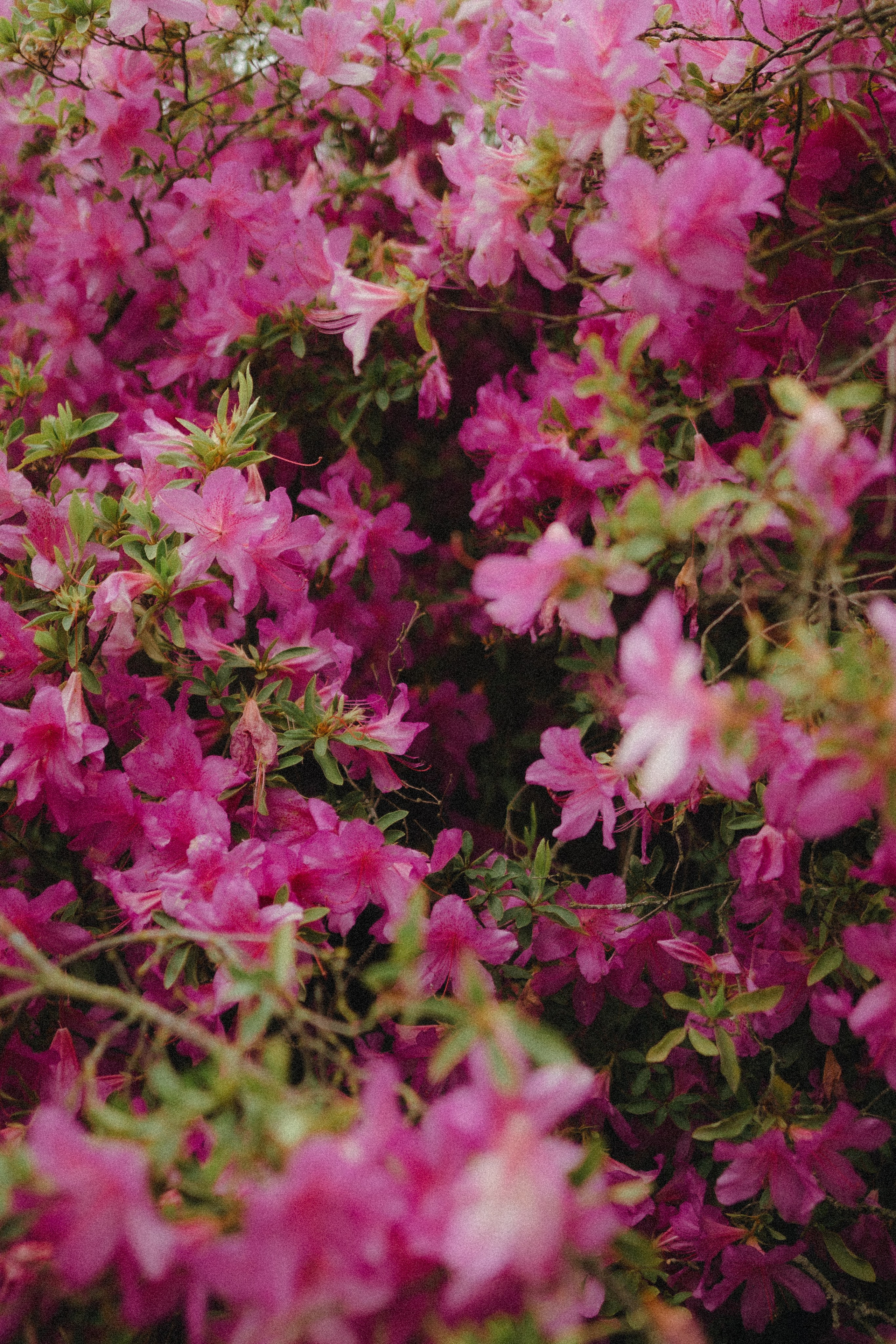 Rainy Day Wedding on Lake Como | Villa Serbelloni & Boat Photography. Photographer in Italy Anna Linnik
