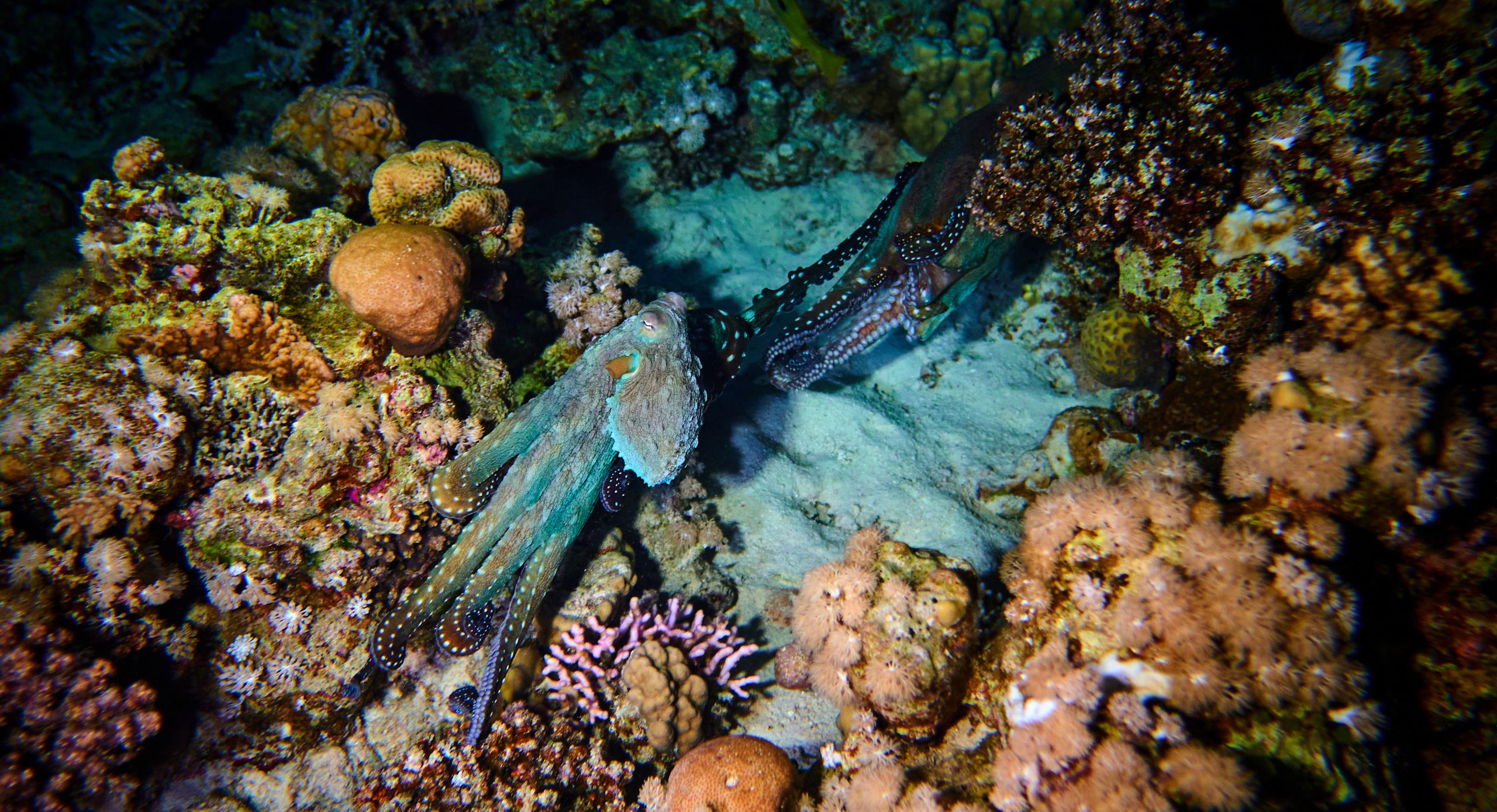 2023-11 - Diving Safari Deep South Egypt. Андрей Шипилов — Фотография & Видеография