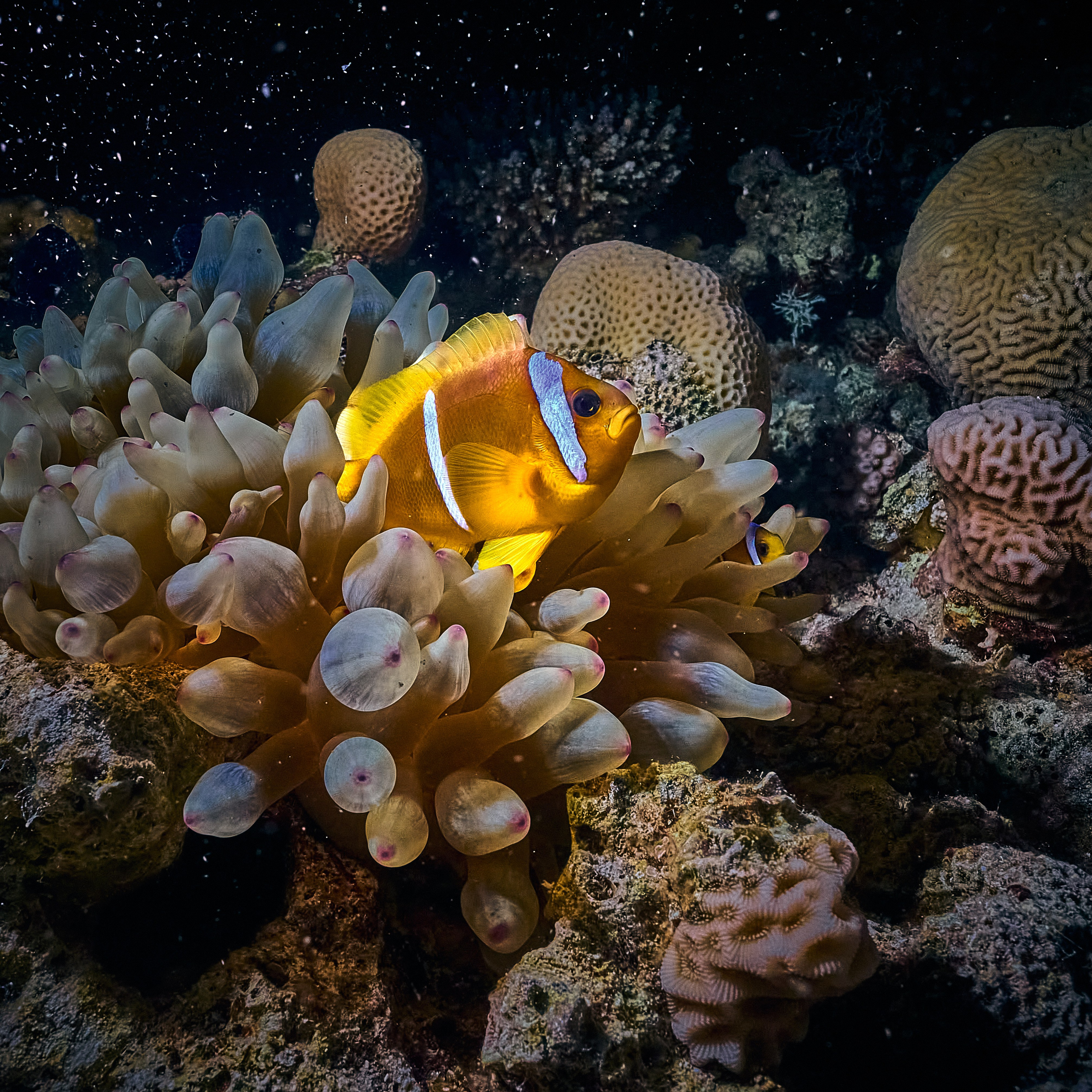 Fotograf podwodny Andriej Szypiłow - Fauna i flora Czerwonego i Adriatyckiego Mórz. Andriej Szypilow - Fotografia & Wideografia