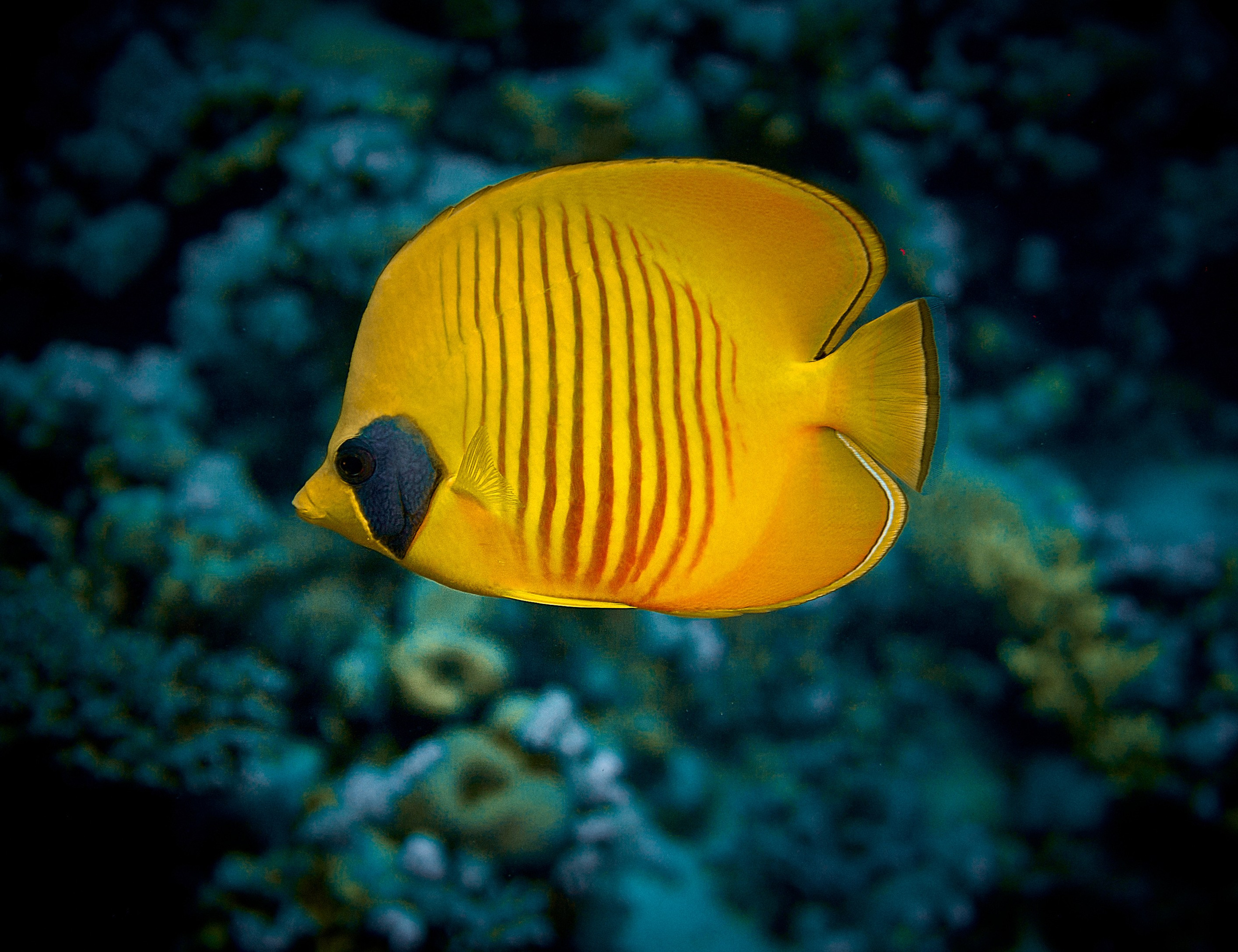 2023-11 - Diving Safari Deep South Egypt. Андрей Шипилов — Фотография & Видеография