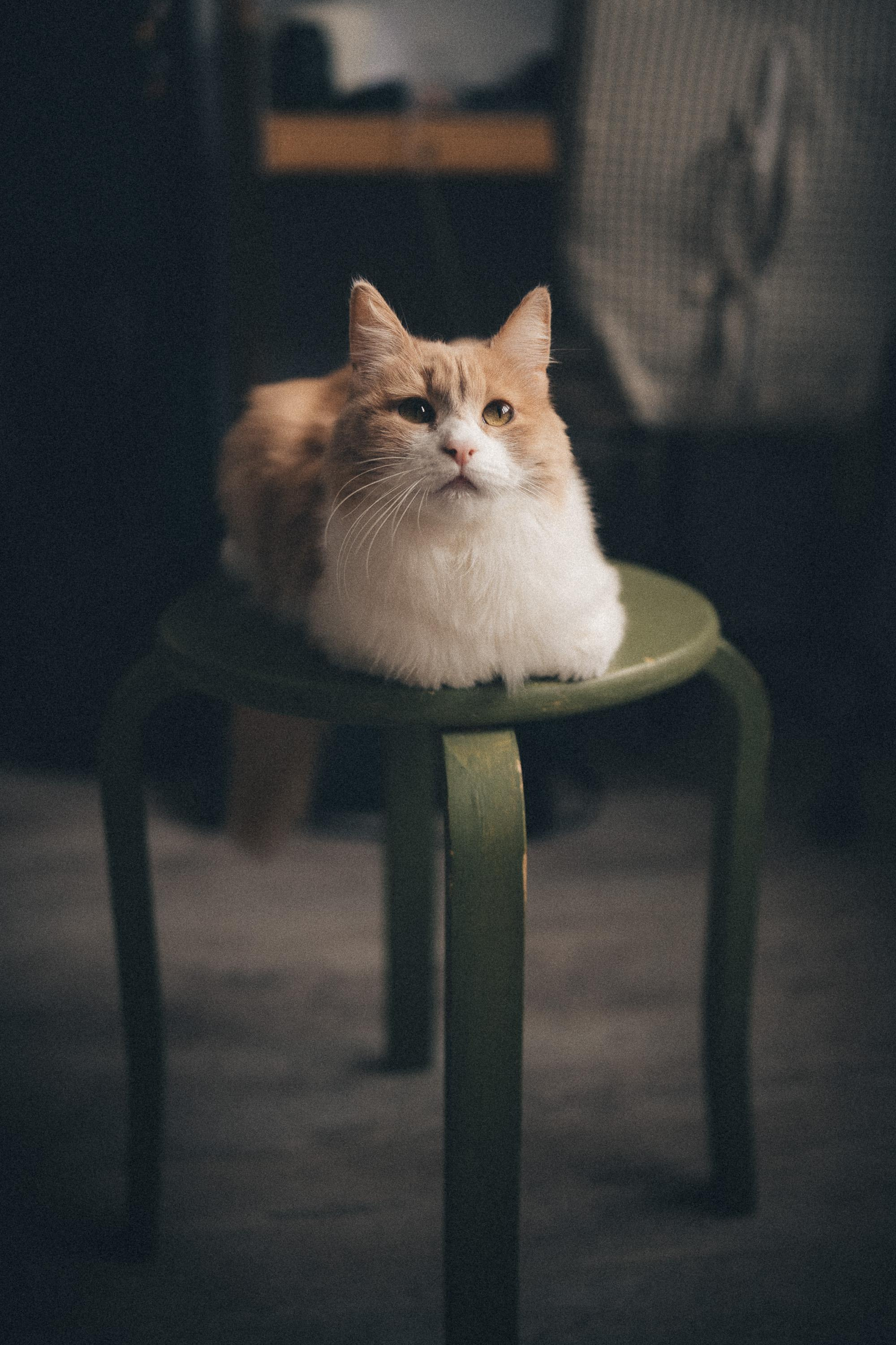 Family photography. Wedding & Family photographer in County Donegal and Dublin, Ireland