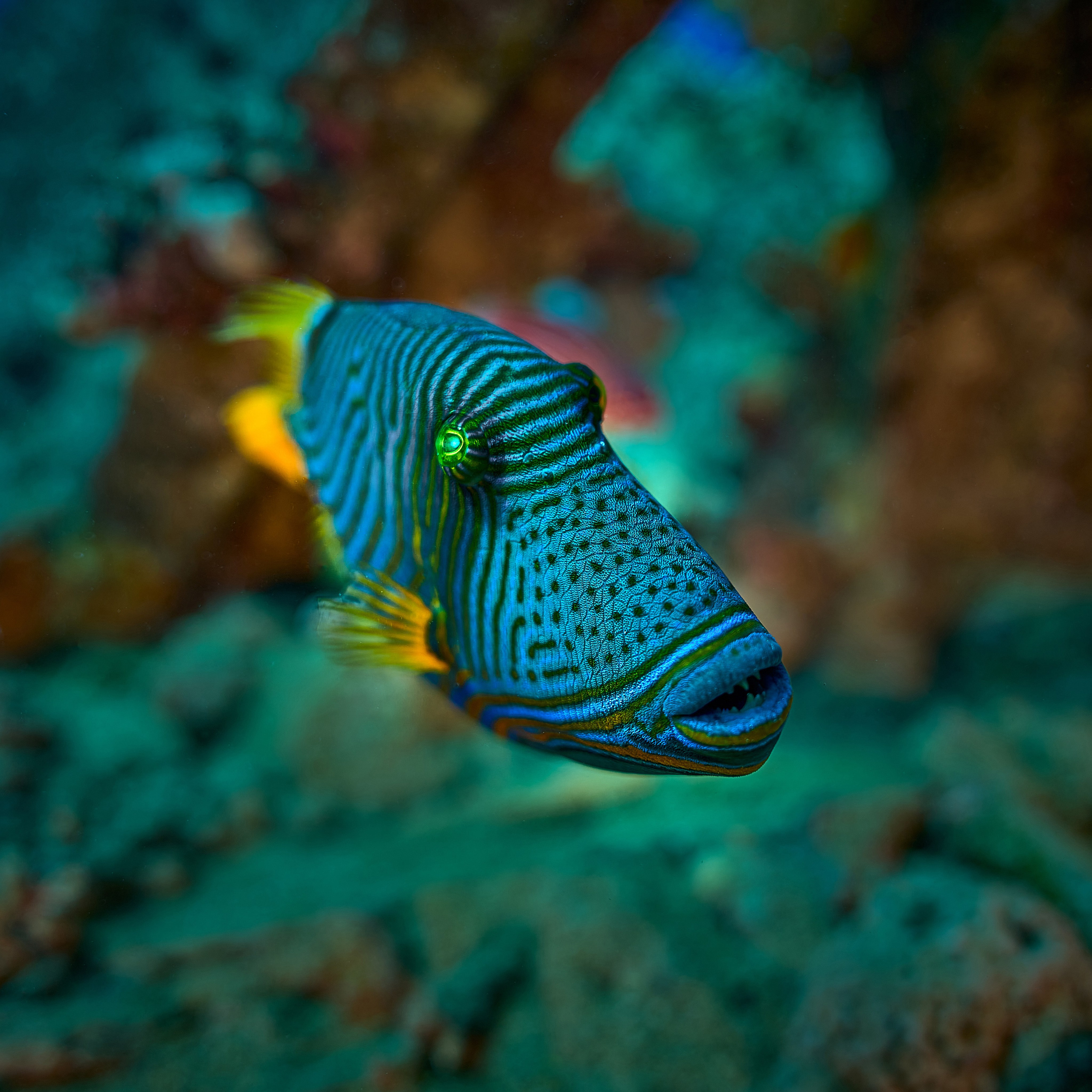 Fotograf podwodny Andriej Szypiłow - Fauna i flora Czerwonego i Adriatyckiego Mórz. Andriej Szypilow - Fotografia & Wideografia