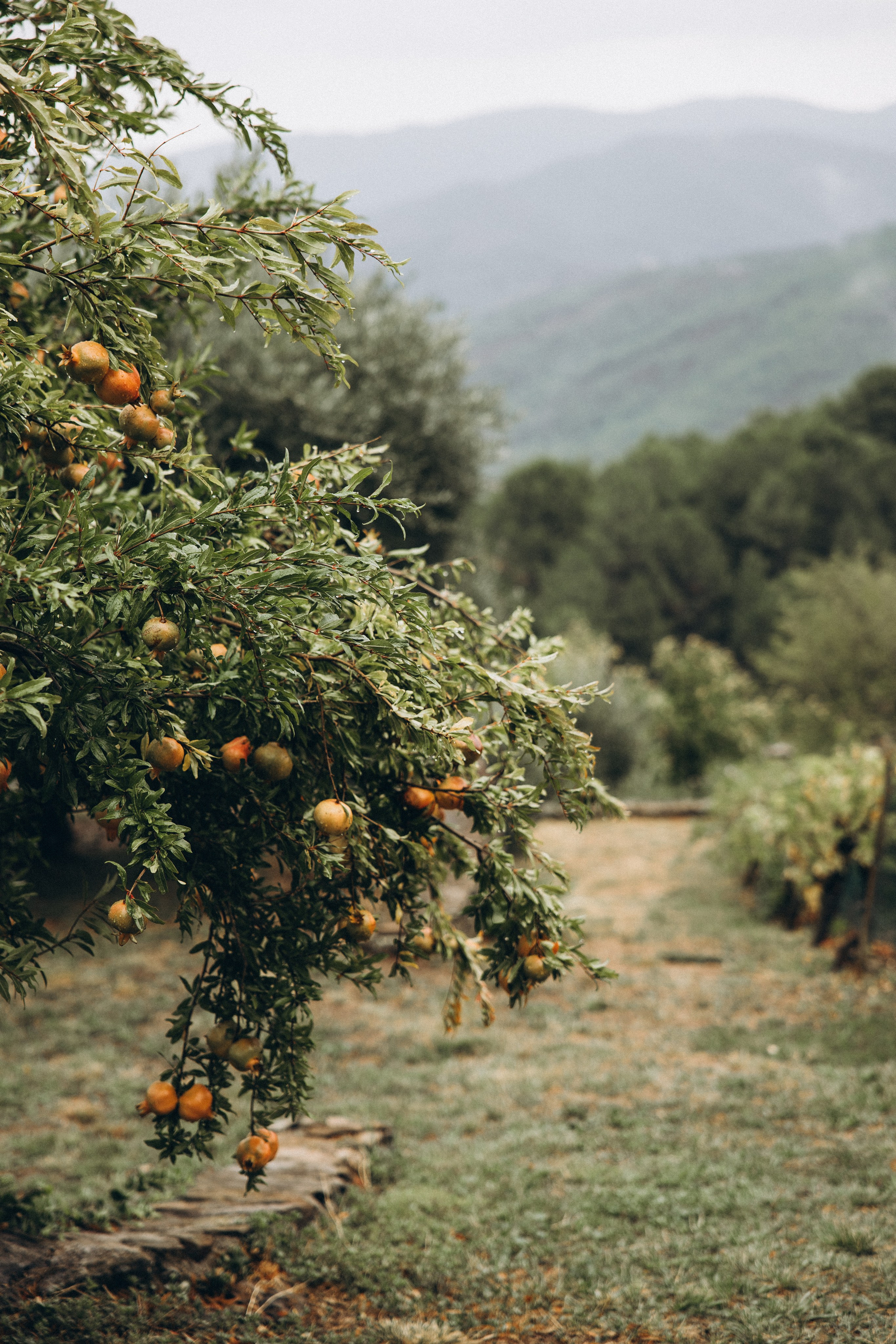 Chloé & Tom. Eugenie Smirnova — wedding, corporate and lifestyle photographer in Toulouse and Southwest France