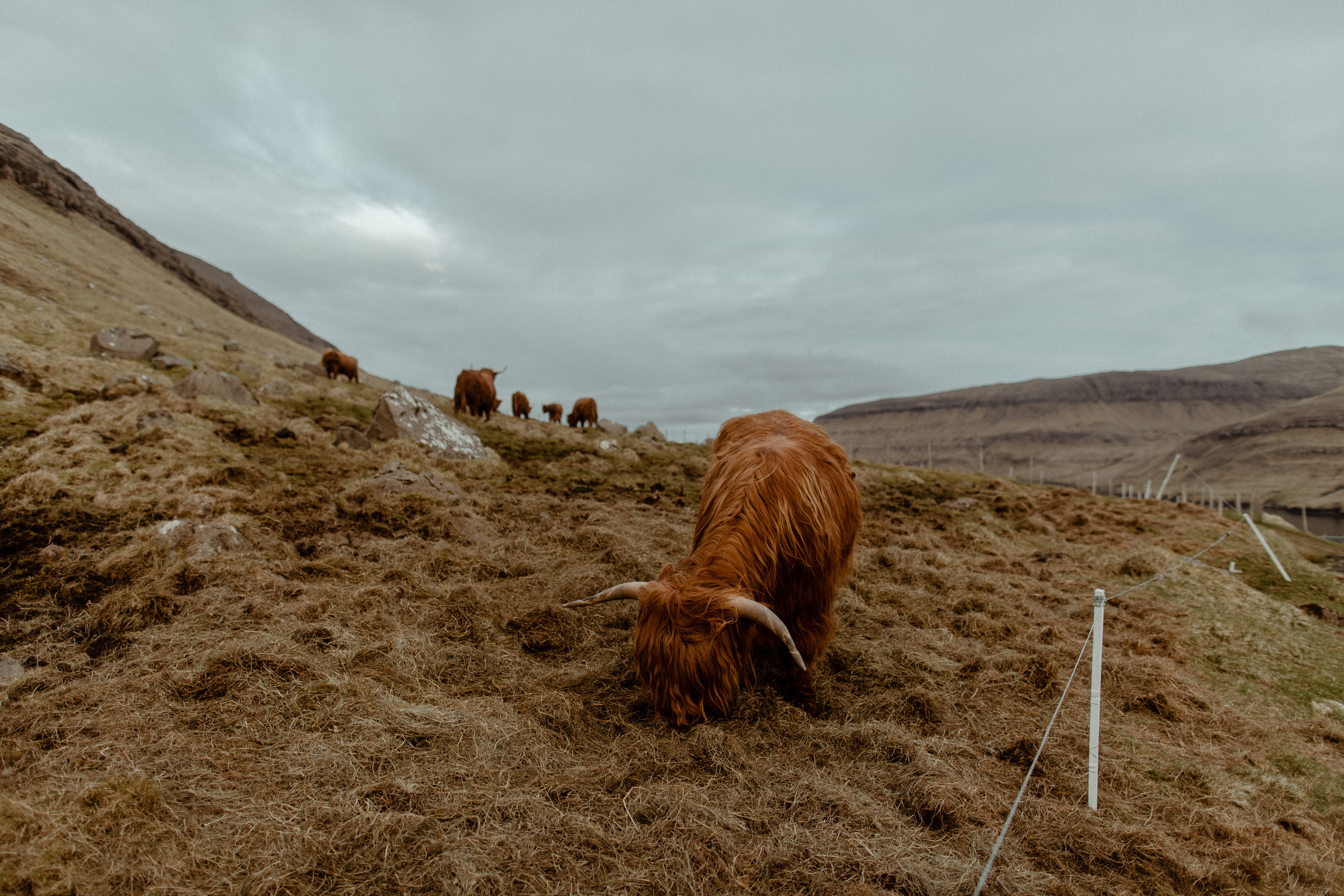 Faroe Islands Elopement Photographer. Iceland elopement photo and video | Nikolaichik Photo