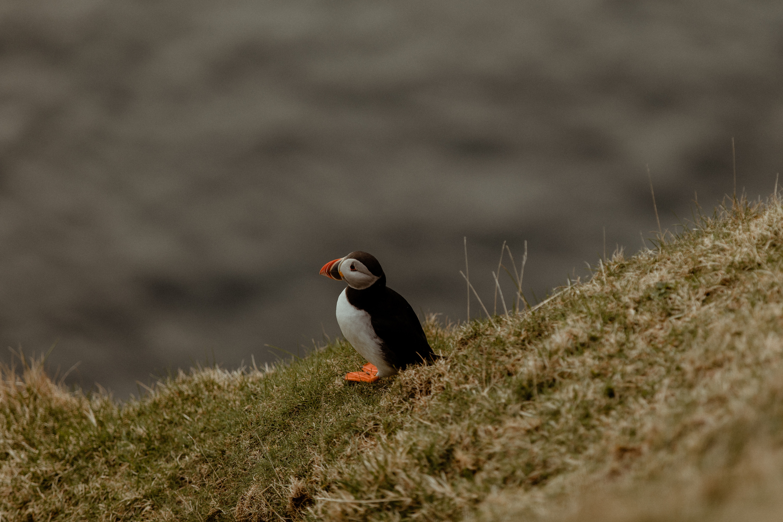Faroe Islands Elopement Photographer. Iceland elopement photo and video | Nikolaichik Photo