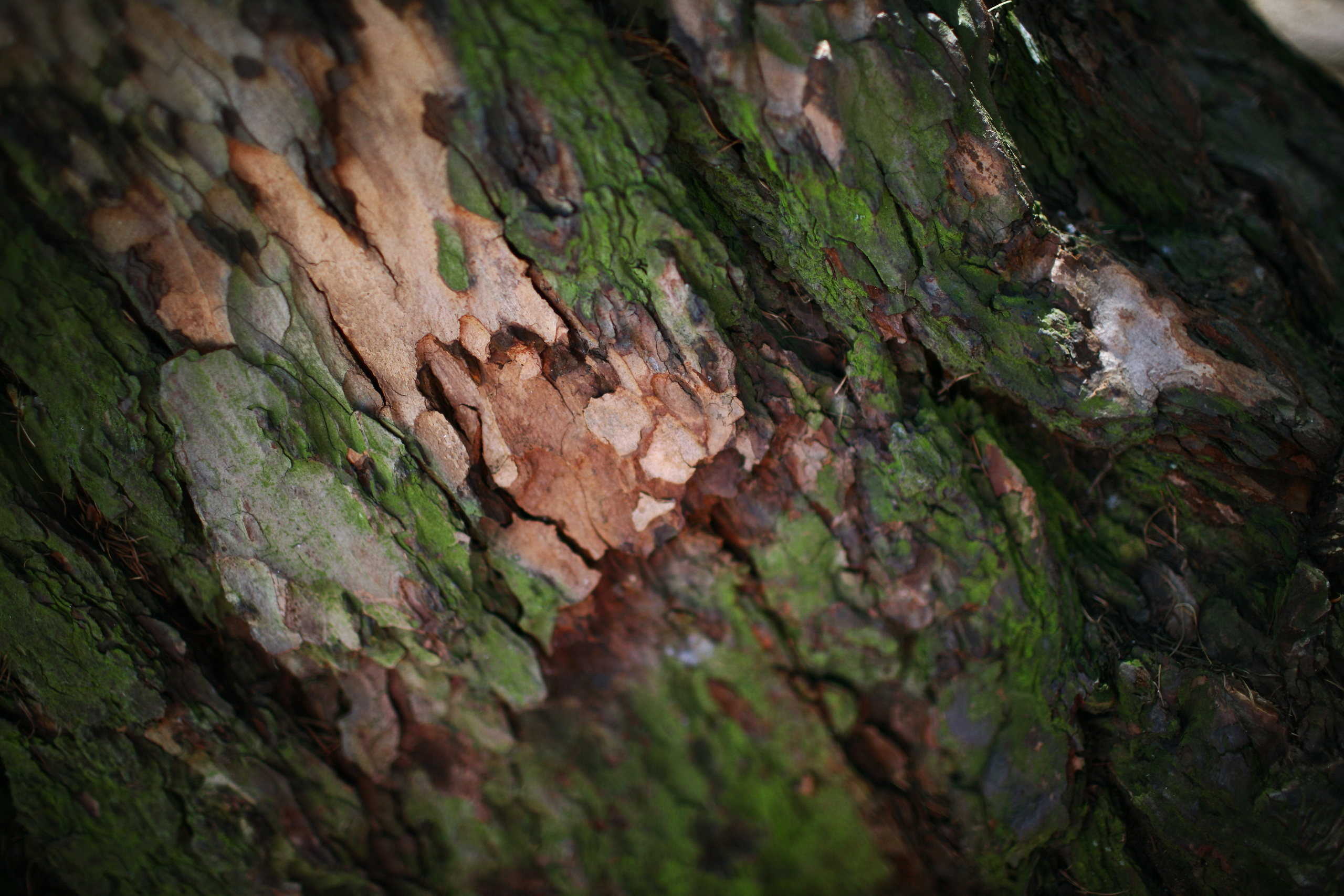 Milena, driades' daughter. Victoria Dini. Art photography in London / Folkestone, UK