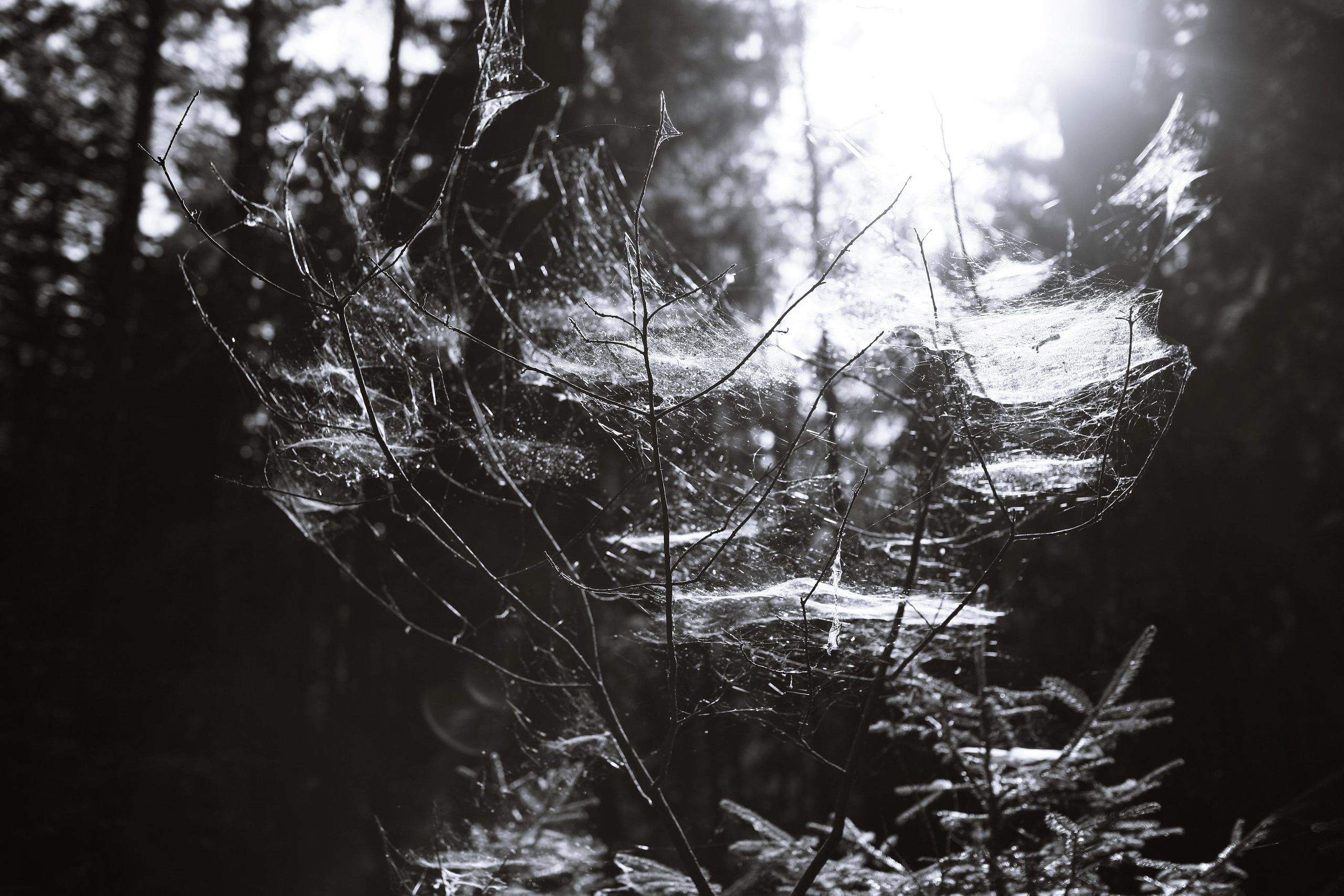 Anna, by herself. Woods and a little bit fire. Victoria Dini. Art photography in London / Folkestone, UK