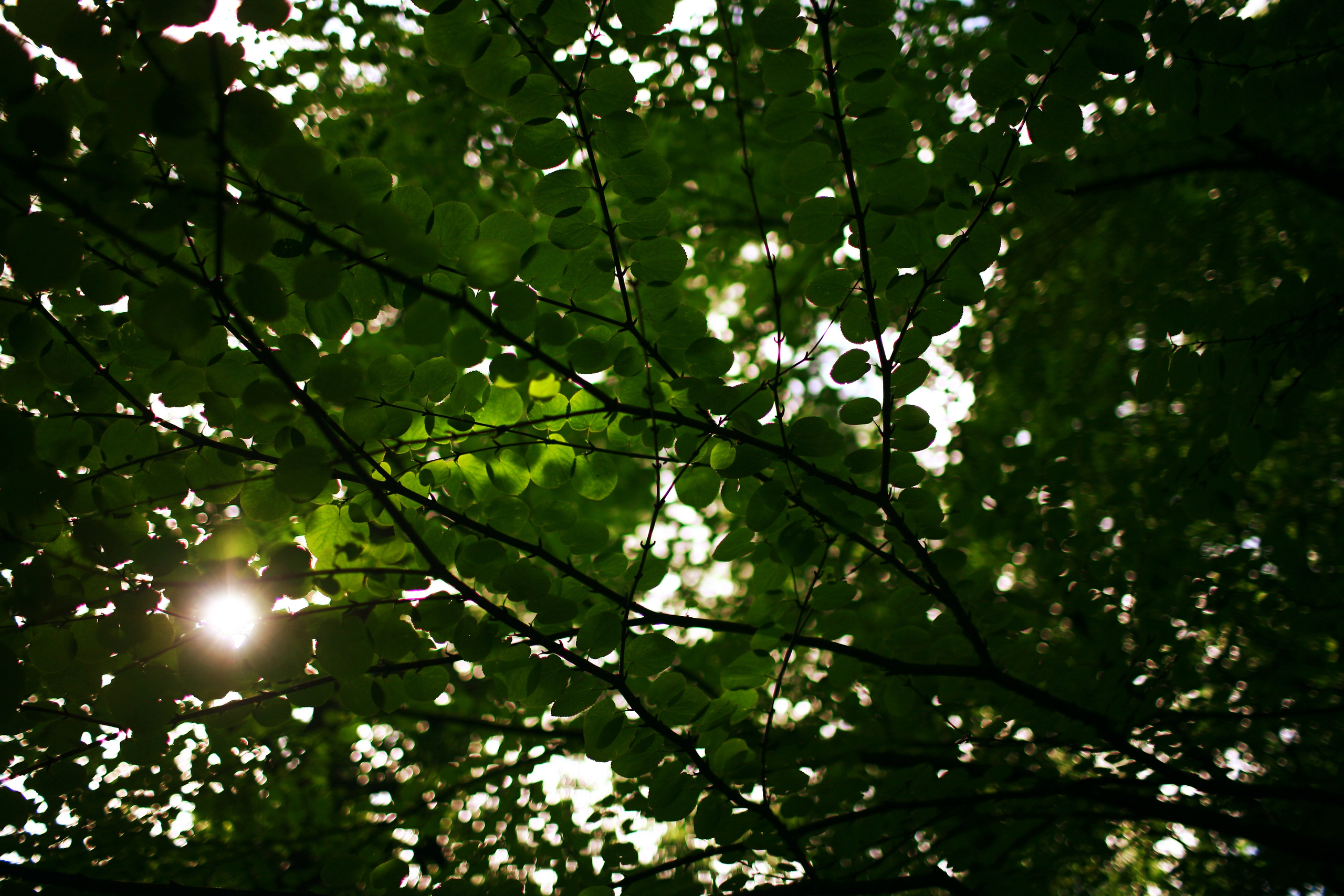 Milena, driades' daughter. Victoria Dini. Art photography in London / Folkestone, UK