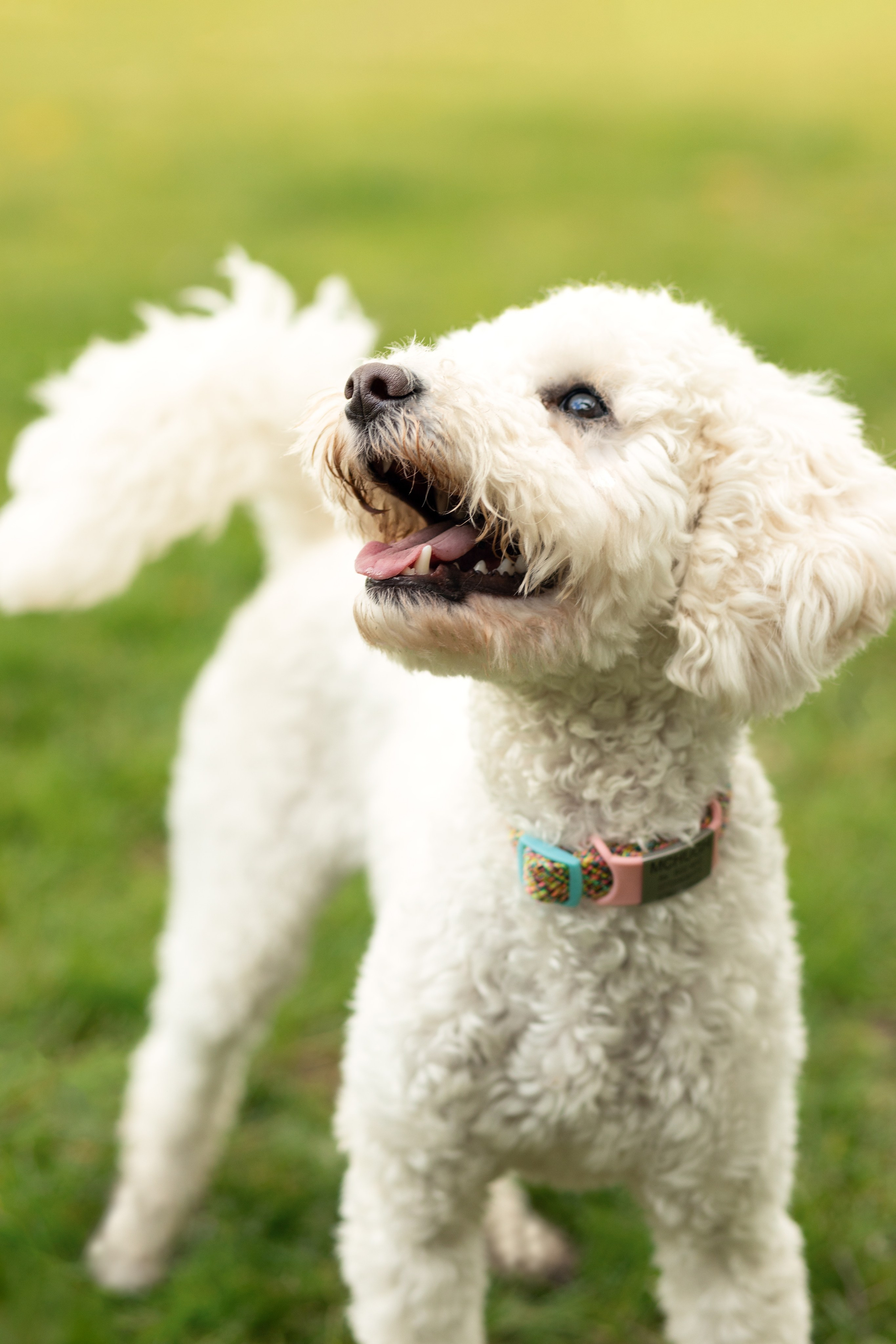 Pets photographer based in Stevenage, Hertfordshire. Stevenage, Hertfordshire family, maternity and newborn photographer
