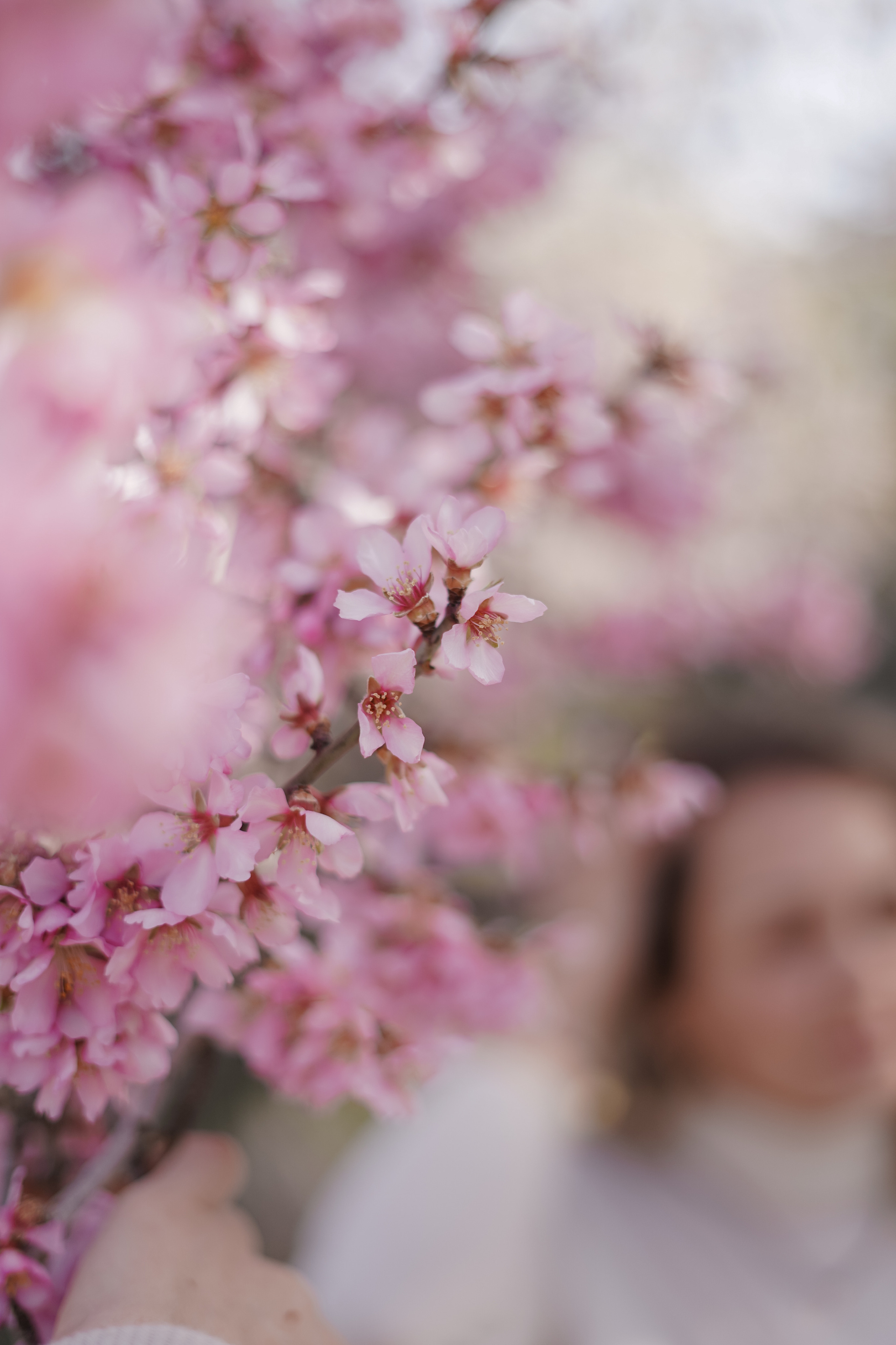 Миндальные сады. Семья. Индивидуальный, семейный, свадебный фотограф Бенидорм Диана Меметова