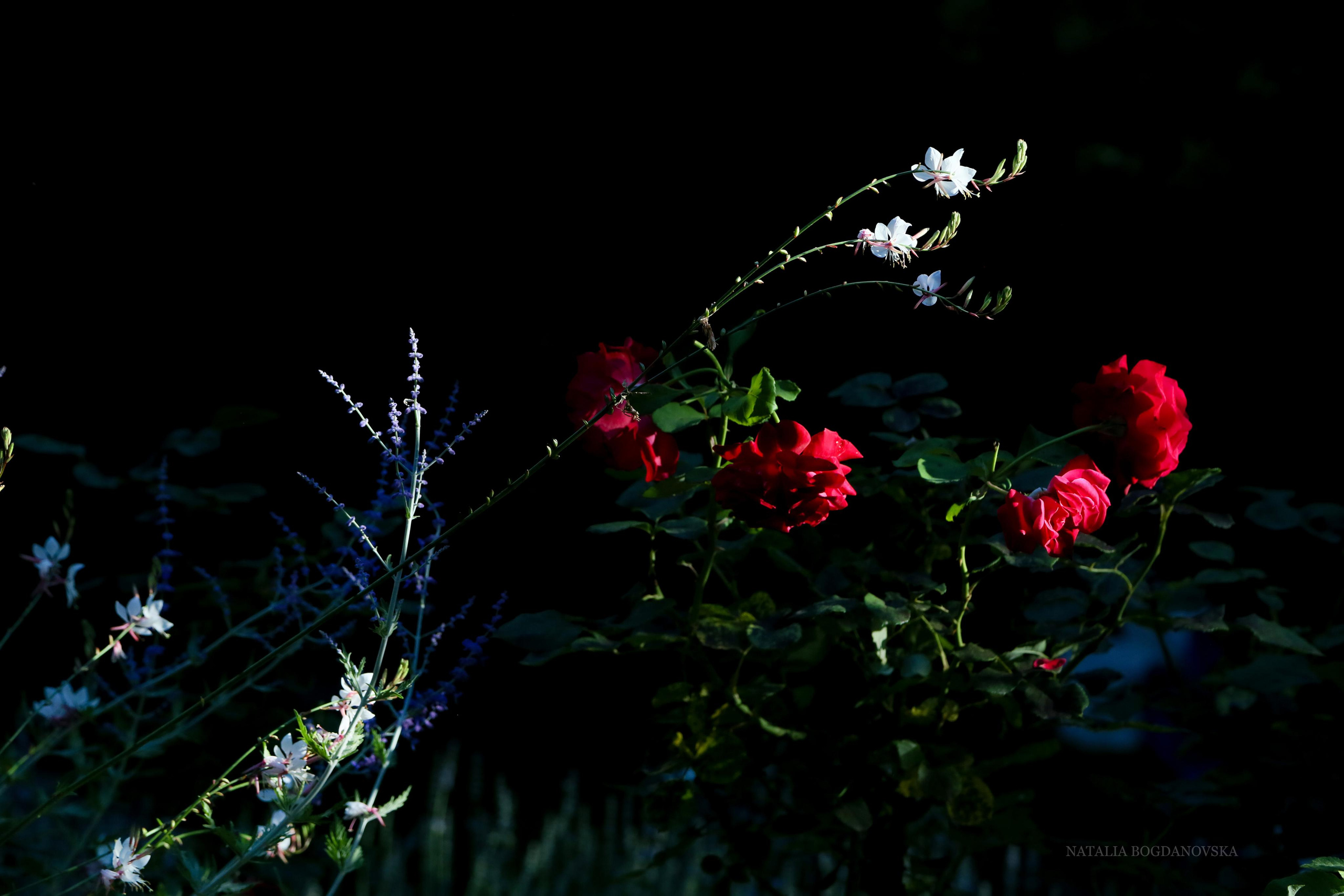 Annonces. Natalia Bogdanovska. Films et photographie corporate en France