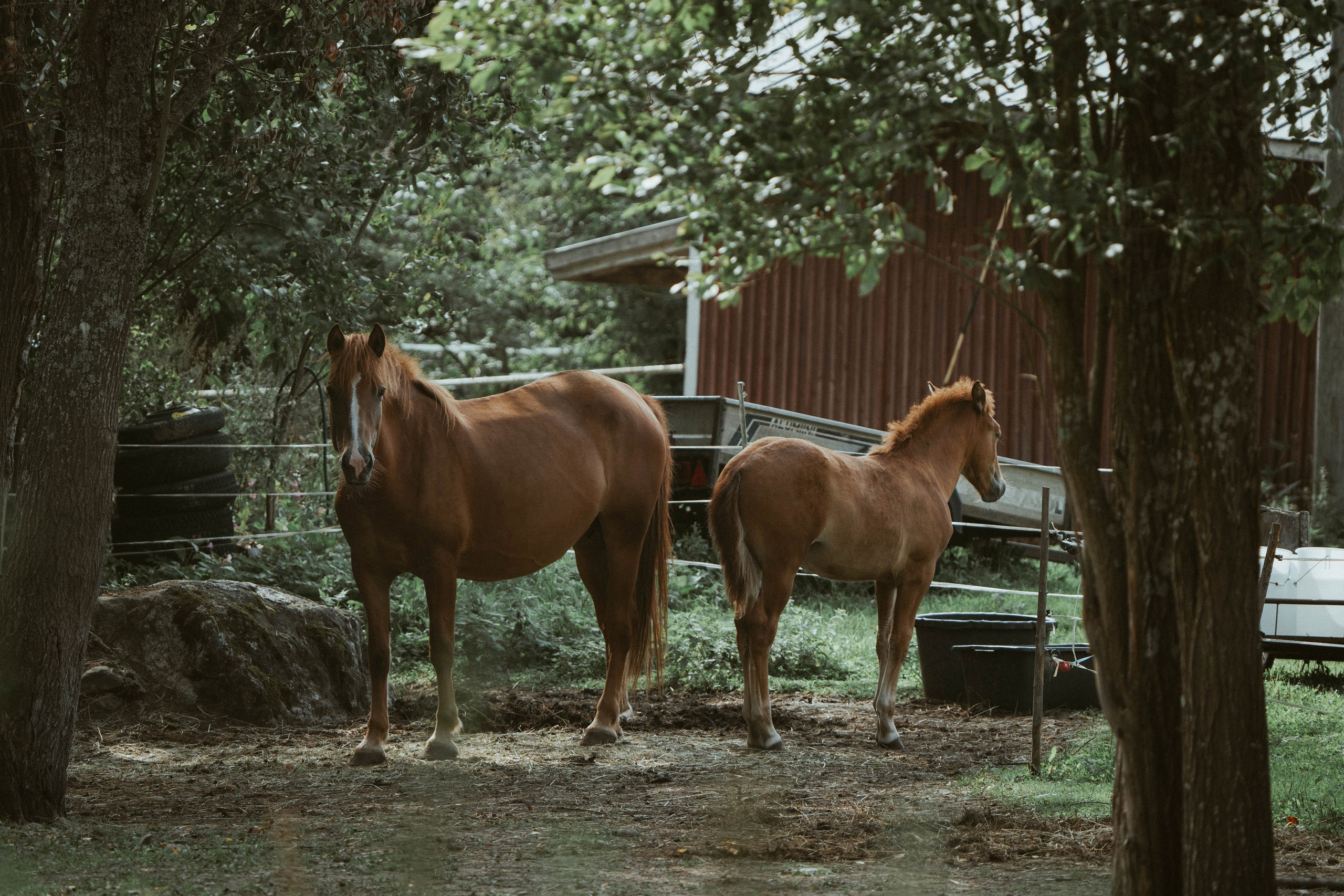 Eläimet. VEKE MEDIA
