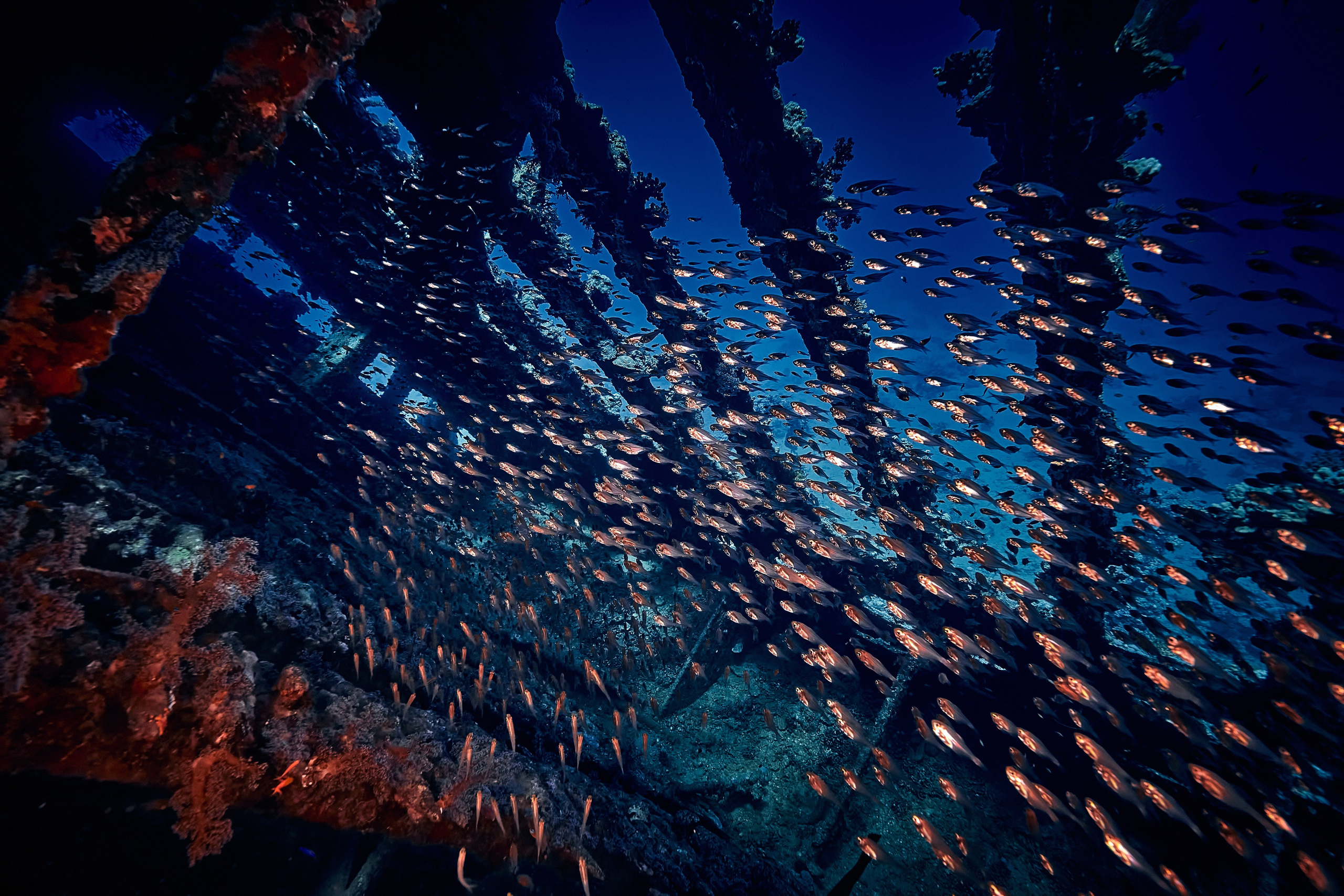 Fotograf podwodny Andriej Szypiłow - Fauna i flora Czerwonego i Adriatyckiego Mórz. Andriej Szypilow - Fotografia & Wideografia