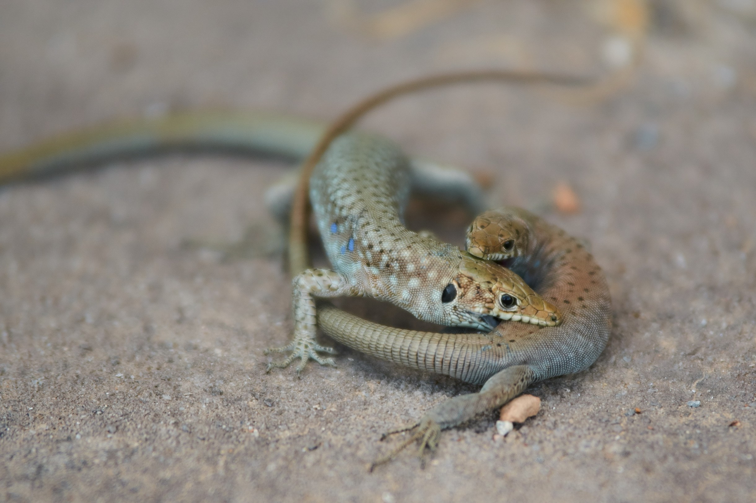 Nature & Wildlife. Yuri Popkov | Photographer