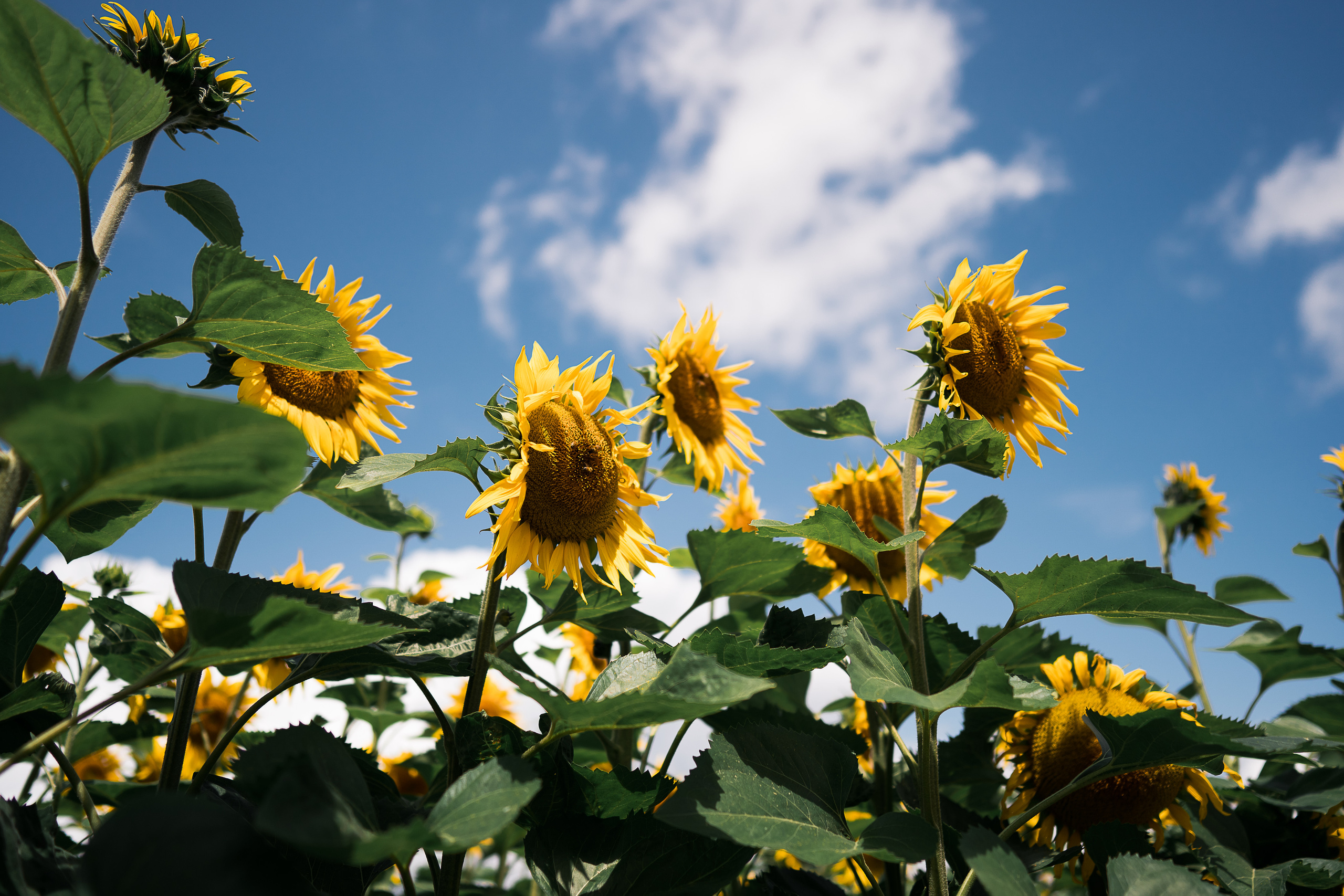 Подсолнухи дарят солнечное настроение даже в пасмурную погоду. Семейный, детский и женский фотограф в Германии, Трире
