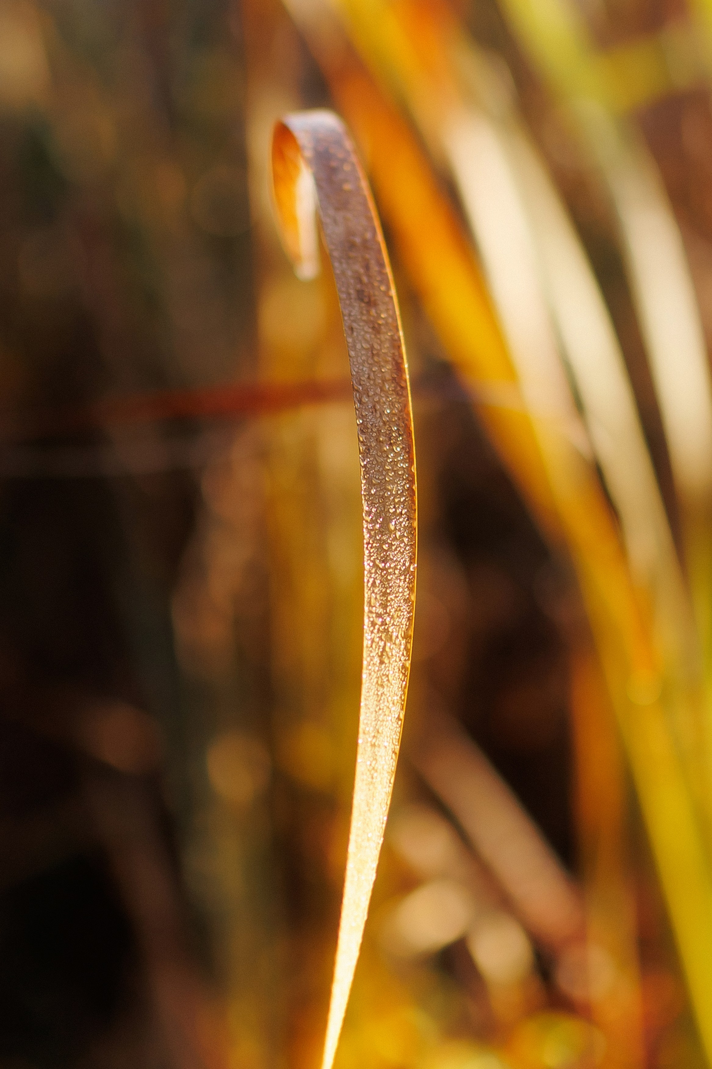 MARIANA — AUTUMN TIME. Fulga Photographer