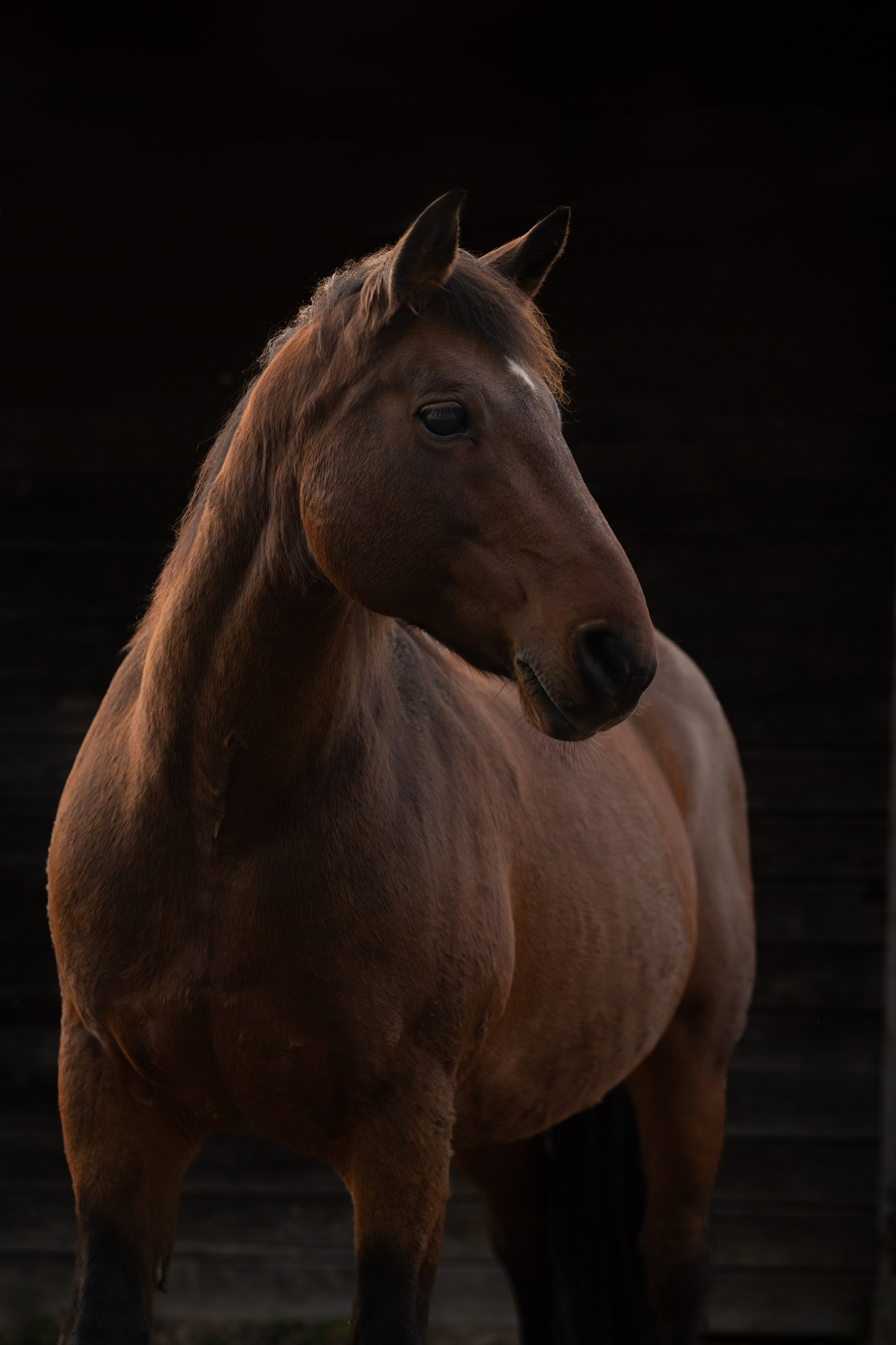 Geschichten mit dem Pferden. Kinder und Familienfotografie Wittlich und Trier Umgebung