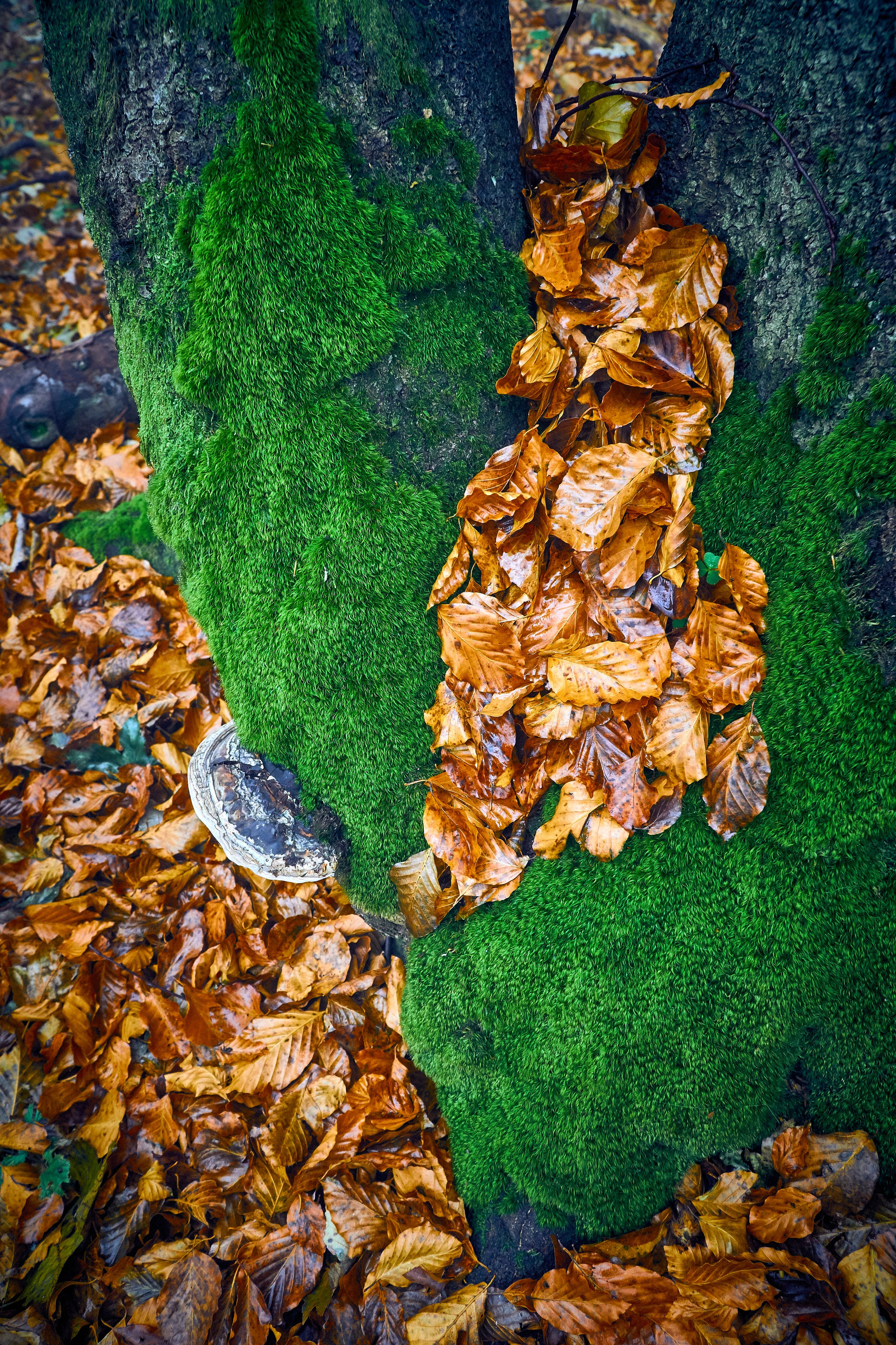 Bieszczady - tu zatrzymuje się czas. Andriej Szypilow - Fotografia & Wideografia