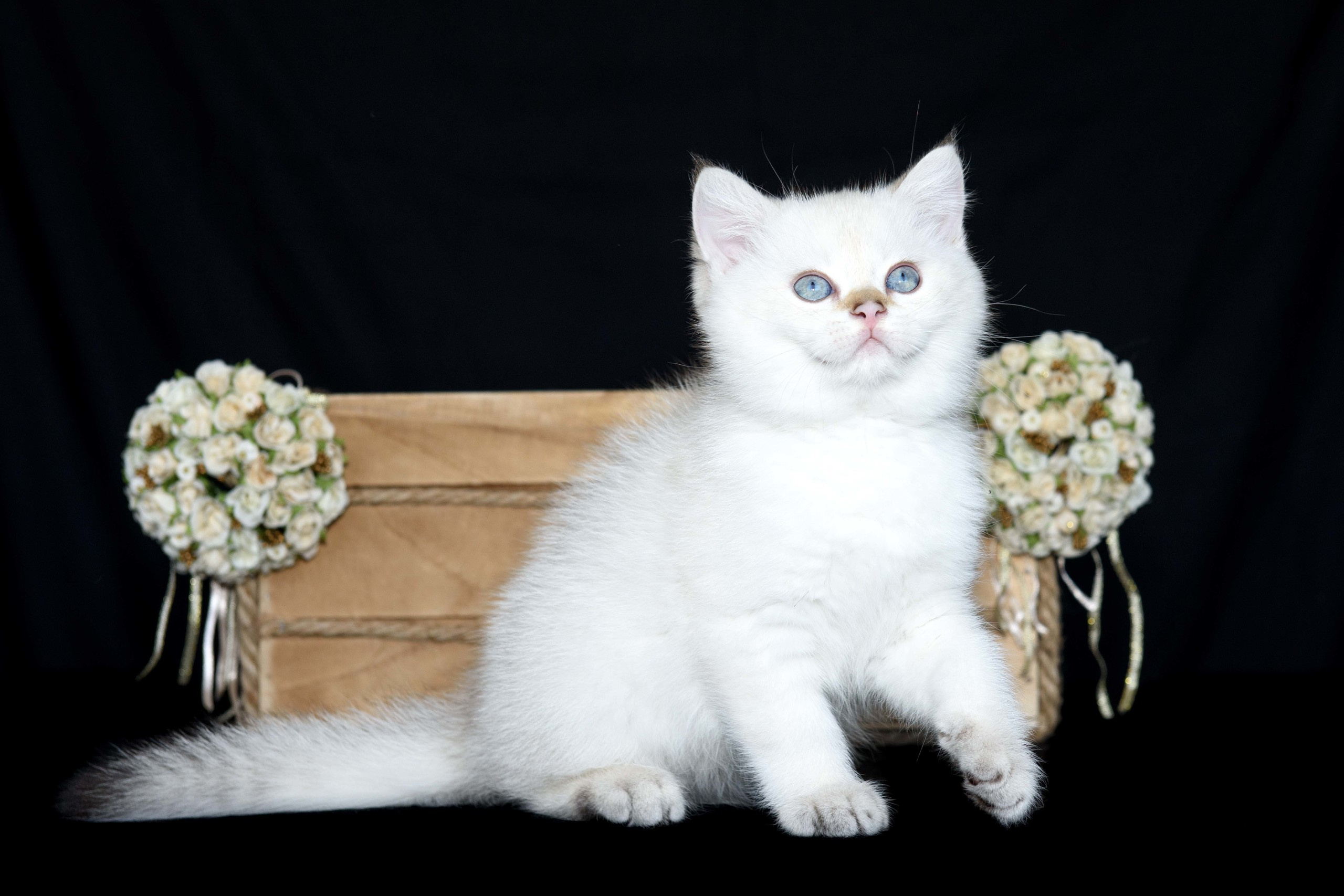 Питомник британских золотых шиншилл в Греции, британские кошки, питомник британских кошек, питомник золотых шиншилл, питомник золотых британцев, британская кошка Кипр, британская золотая шиншилла Лимассол, питомник британских кошек на Кипре