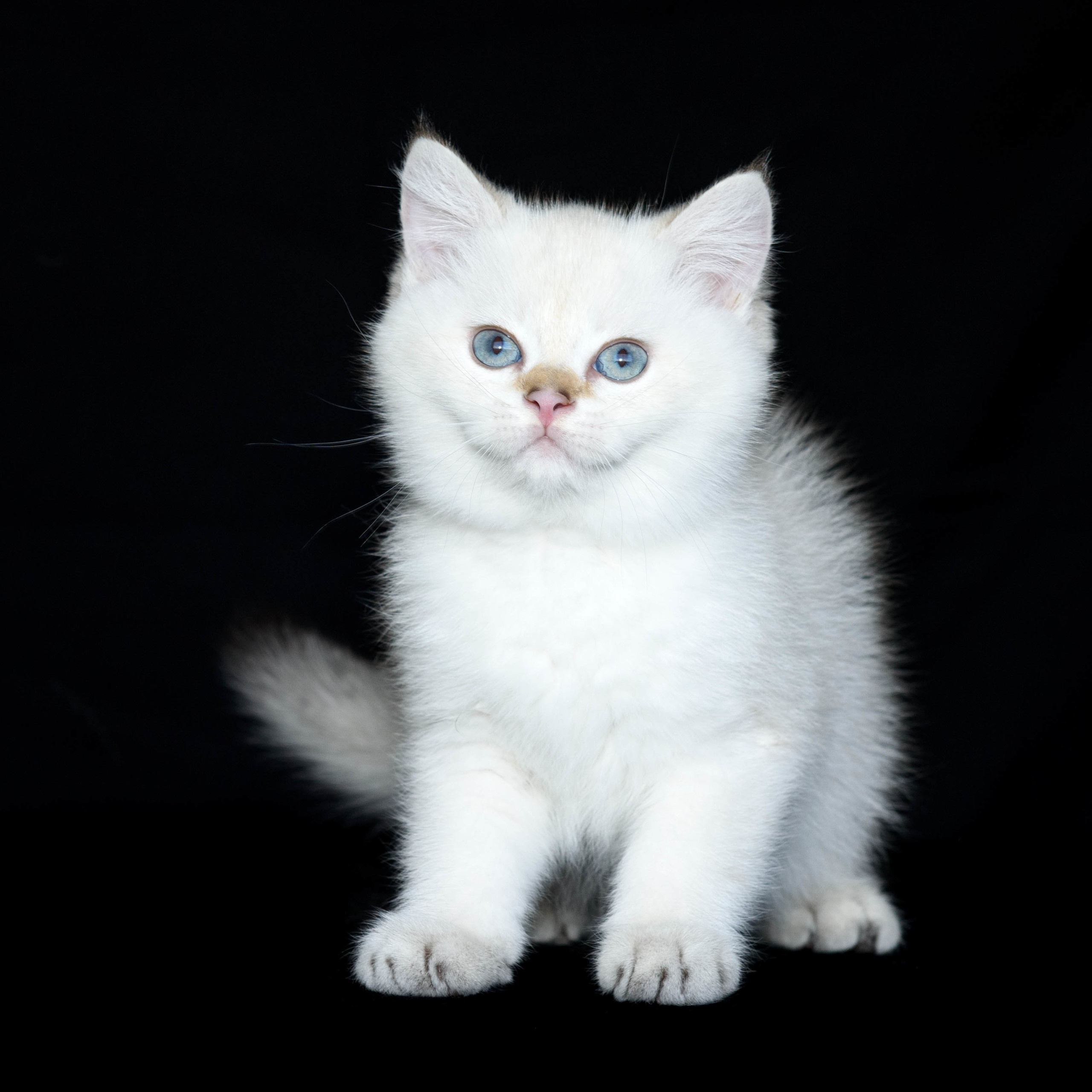 british shorthair golden, british shorthair golden cattery, british shorthair cattery greece, british golden chinchilla greece, british shorthair price, british shorthair Cyprus price, british shorthair Limassol price, cattery british shorthair Limassol, cattery british shorthair Cyprus, british shorthair kittens price, Cattery British shorthair Cyprus, cattery british shorthair Limassol, british kittens Limassol, british kittens Limassol price, cats for sale Limassol, kitten for sale Limassol, kitten for sale Cyprus, kitten for sale with pedigree limassol, cats for sale Limassol, cats for sale Larnaka, cats for sale Nicosia, kittens for sale Limassol, kittens for sale with pedigree Limassol, golden british shorthair cattery in Brussels