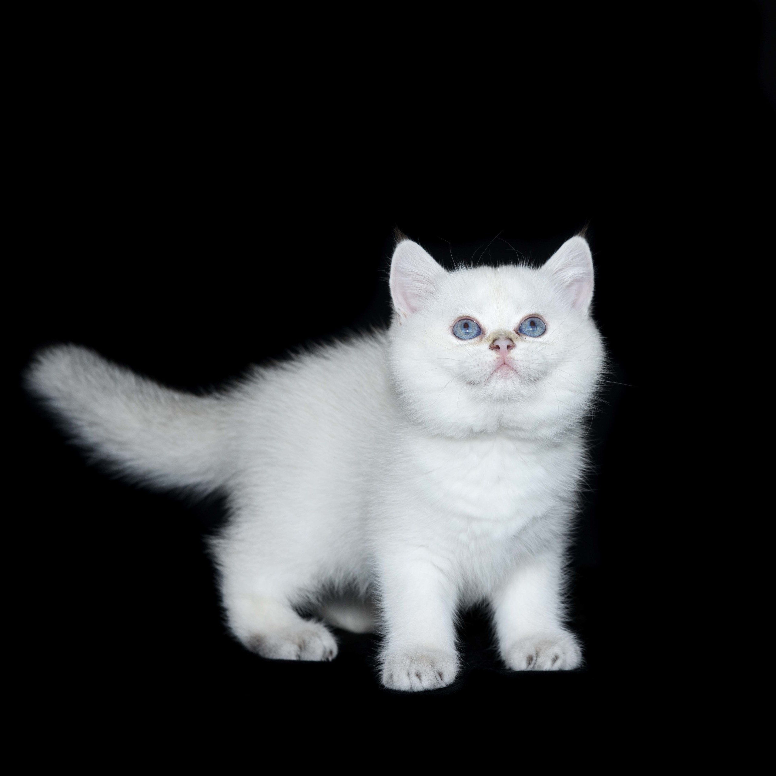 Питомник британских кошек, питомник британских кошек в Греции, питомник британских кошек в Афинах, питомник британских кошек на Кипре, питомник британских кошек в Лимассоле, британские котята на Кипре, купить британского котёнка на Кипре, золотая британская шиншилла на Кипре, британский котёнок на Кипре цена, британские котята в Лимассоле, породистые котята в Лимассоле цена, британские котята в Лимассоле купить