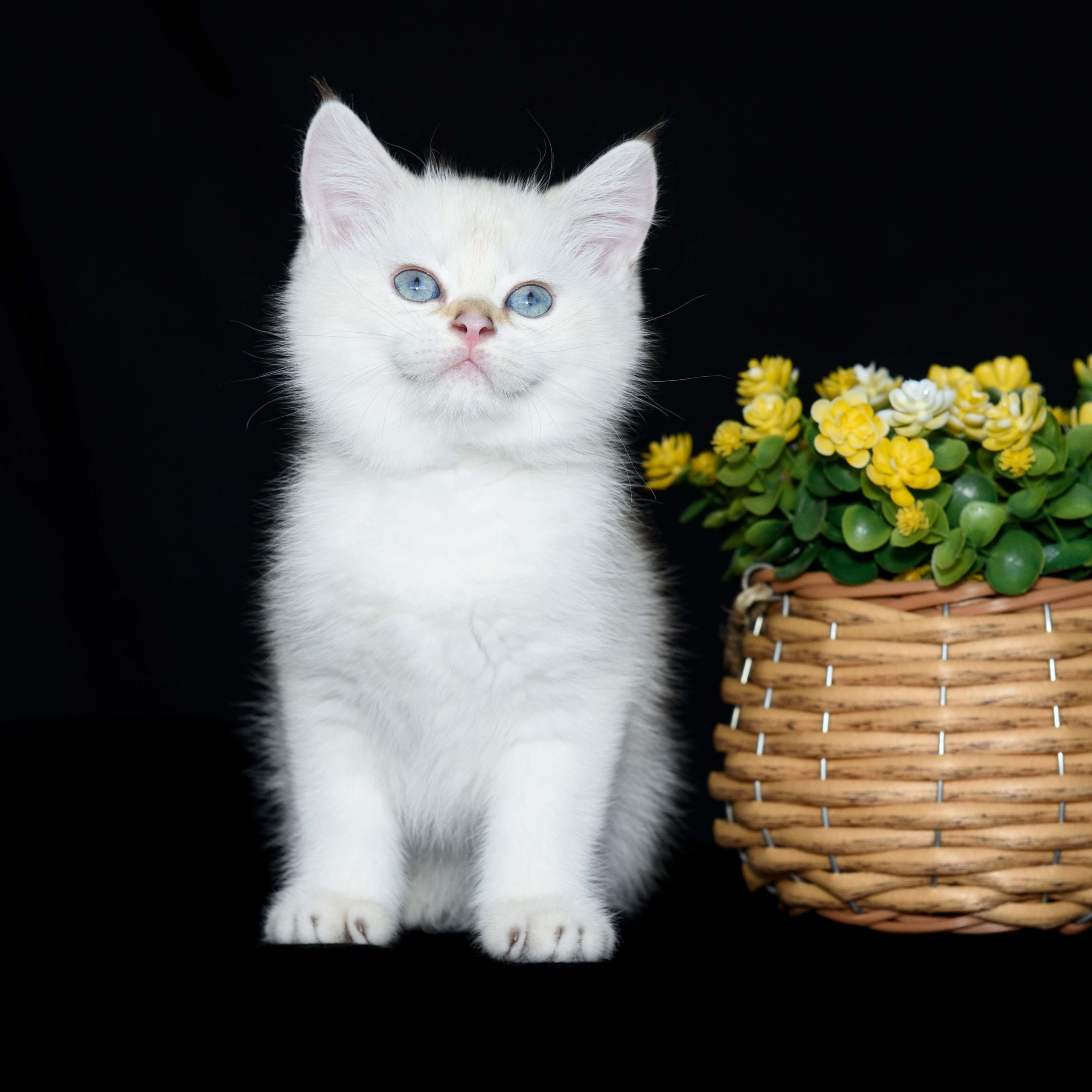 british shorthair golden, british shorthair golden cattery, british shorthair cattery greece, british golden chinchilla greece, british shorthair price, british shorthair Cyprus price, british shorthair Limassol price, cattery british shorthair Limassol, cattery british shorthair Cyprus, british shorthair kittens price, Cattery British shorthair Cyprus, cattery british shorthair Limassol, british kittens Limassol, british kittens Limassol price, cats for sale Limassol, kitten for sale Limassol, kitten for sale Cyprus, kitten for sale with pedigree limassol, cats for sale Limassol, cats for sale Larnaka, cats for sale Nicosia, kittens for sale Limassol, kittens for sale with pedigree Limassol, golden british shorthair cattery in Canada, golden british shorthair cattery in Maiami, golden british shorthair cattery in New York, golden british shorthair cattery in Washington