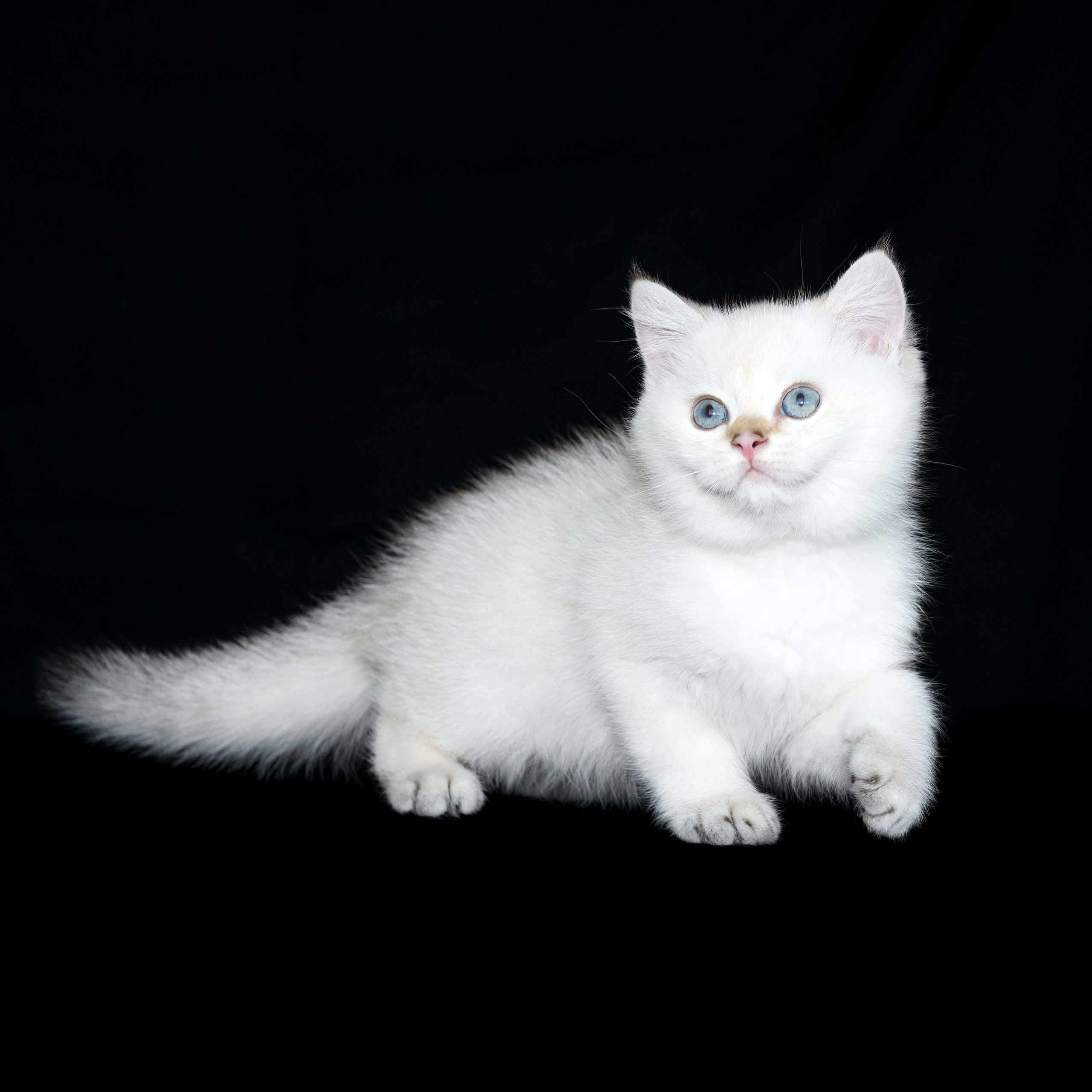 british shorthair golden, british shorthair golden cattery, british shorthair cattery greece, british golden chinchilla greece, british shorthair price, british shorthair Cyprus price, british shorthair Limassol price, cattery british shorthair Limassol, cattery british shorthair Cyprus, british shorthair kittens price, Cattery British shorthair Cyprus, cattery british shorthair Limassol, british kittens Limassol, british kittens Limassol price, cats for sale Limassol, kitten for sale Limassol, kitten for sale Cyprus, kitten for sale with pedigree limassol, cats for sale Limassol, cats for sale Larnaka, cats for sale Nicosia, kittens for sale Limassol, kittens for sale with pedigree Limassol, golden british shorthair cattery in Italy, golden british shorthair cattery in Spain