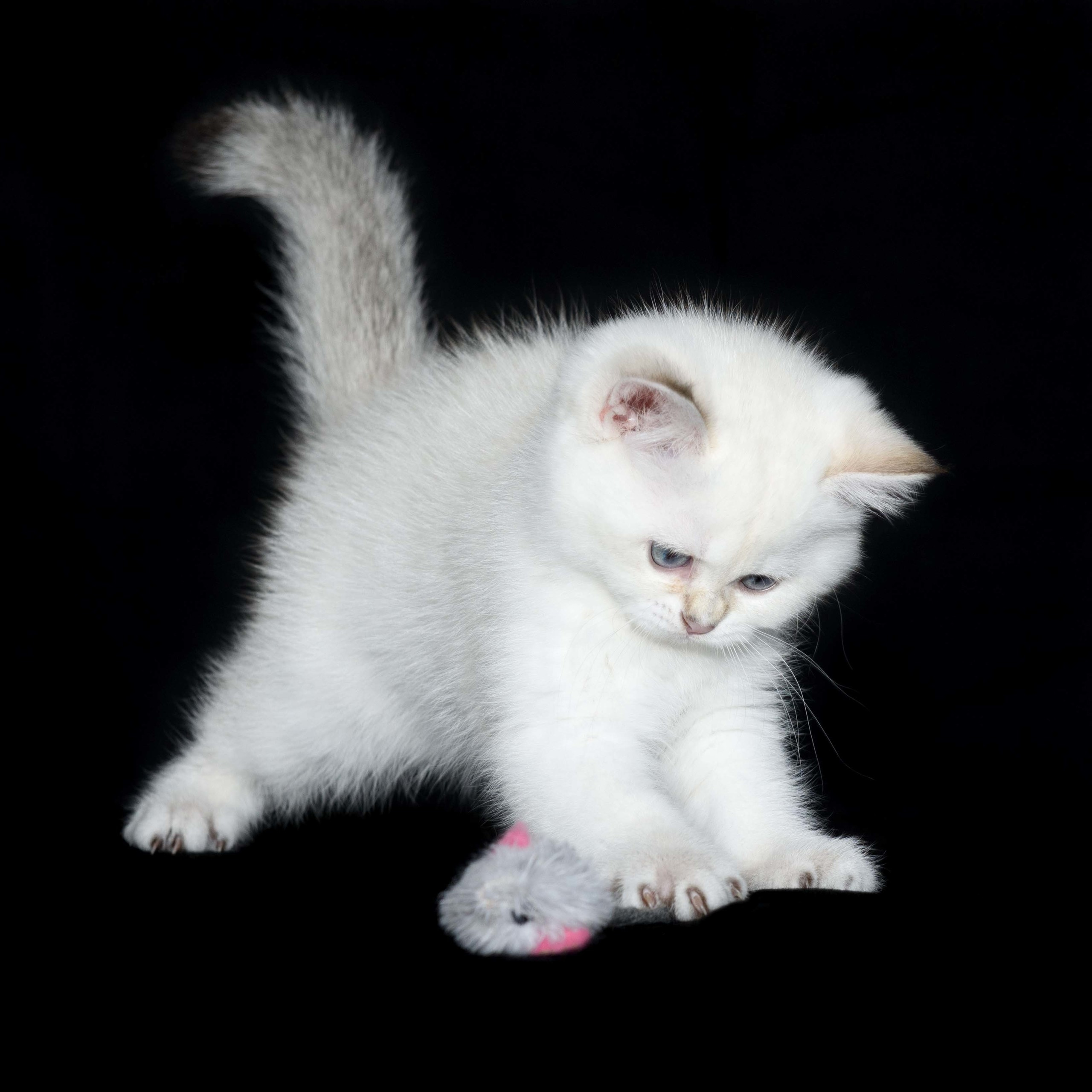 Питомник британских кошек, питомник британских кошек в Греции, питомник британских кошек в Афинах, питомник британских кошек на Кипре, питомник британских кошек в Лимассоле, британские котята на Кипре, купить британского котёнка на Кипре, золотая британская шиншилла на Кипре, британский котёнок на Кипре цена, британские котята в Лимассоле, породистые котята в Лимассоле цена, британские котята в Лимассоле купить