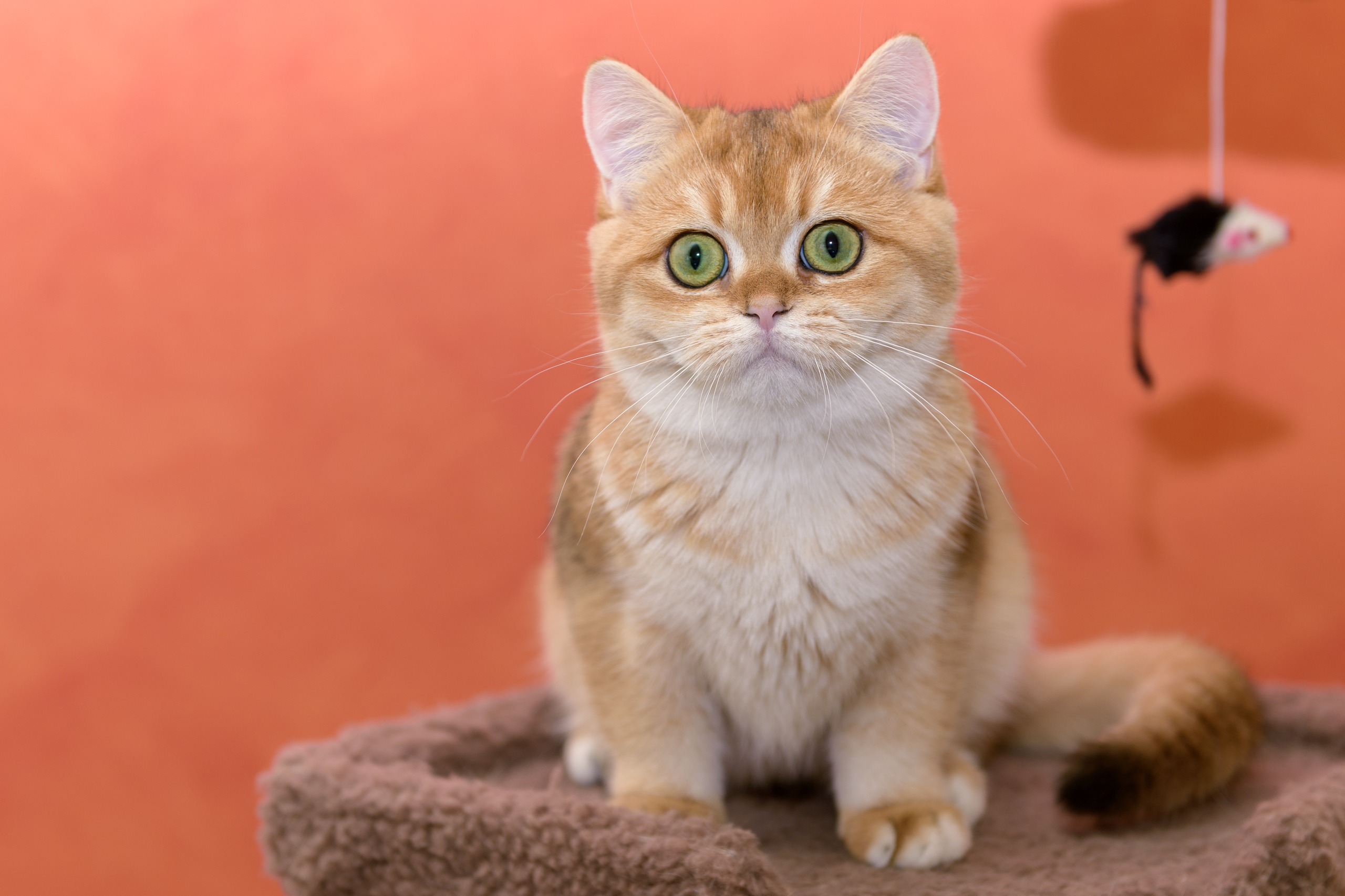 Питомник британских золотых шиншилл в Греции, британские кошки, питомник британских кошек, питомник золотых шиншилл, питомник золотых британцев, британская кошка Кипр, британская золотая шиншилла Лимассол, питомник британских кошек на Кипре