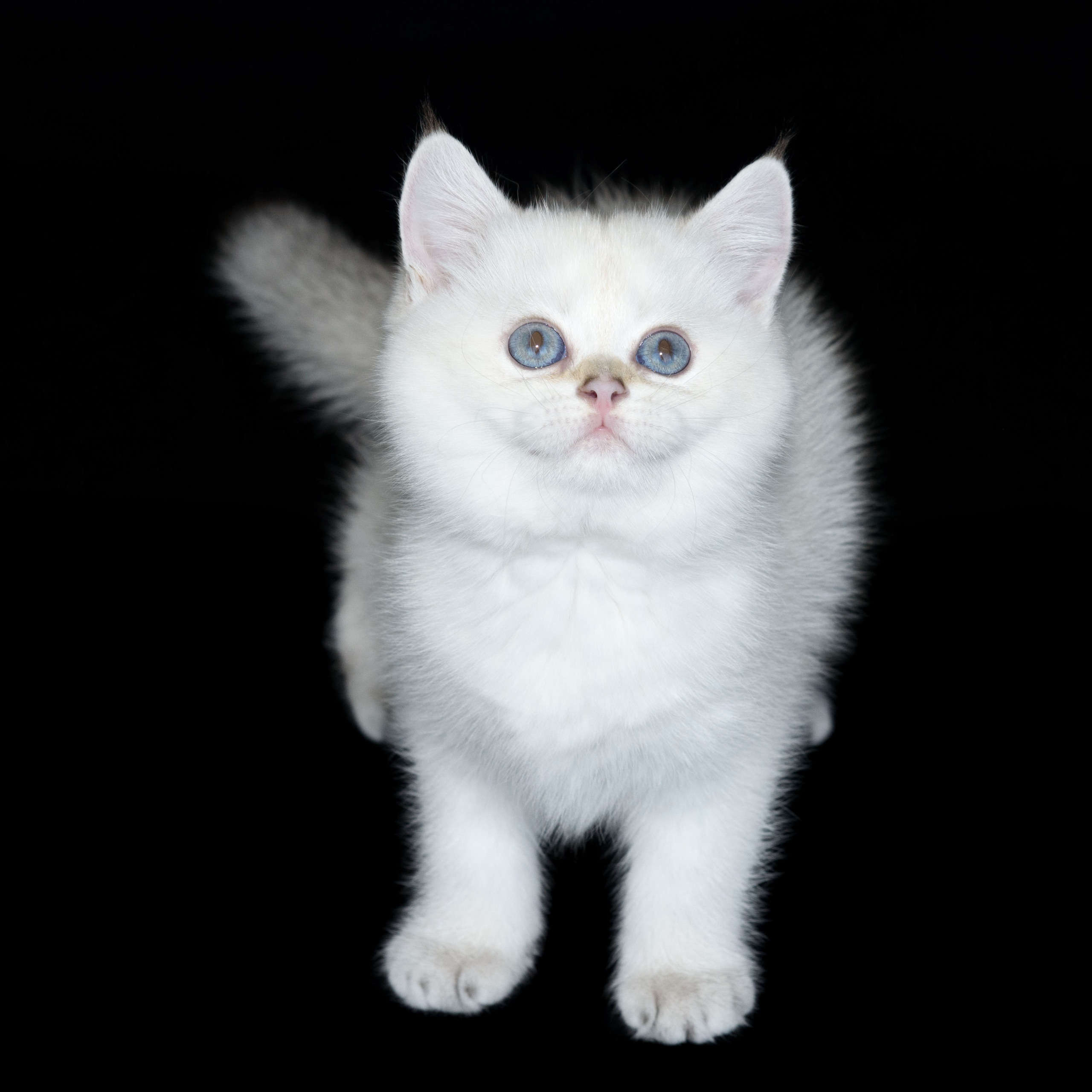 Питомник британских кошек, питомник британских кошек в Греции, питомник британских кошек в Афинах, питомник британских кошек на Кипре, питомник британских кошек в Лимассоле, британские котята на Кипре, купить британского котёнка на Кипре, золотая британская шиншилла на Кипре, британский котёнок на Кипре цена, британские котята в Лимассоле, породистые котята в Лимассоле цена, британские котята в Лимассоле купить