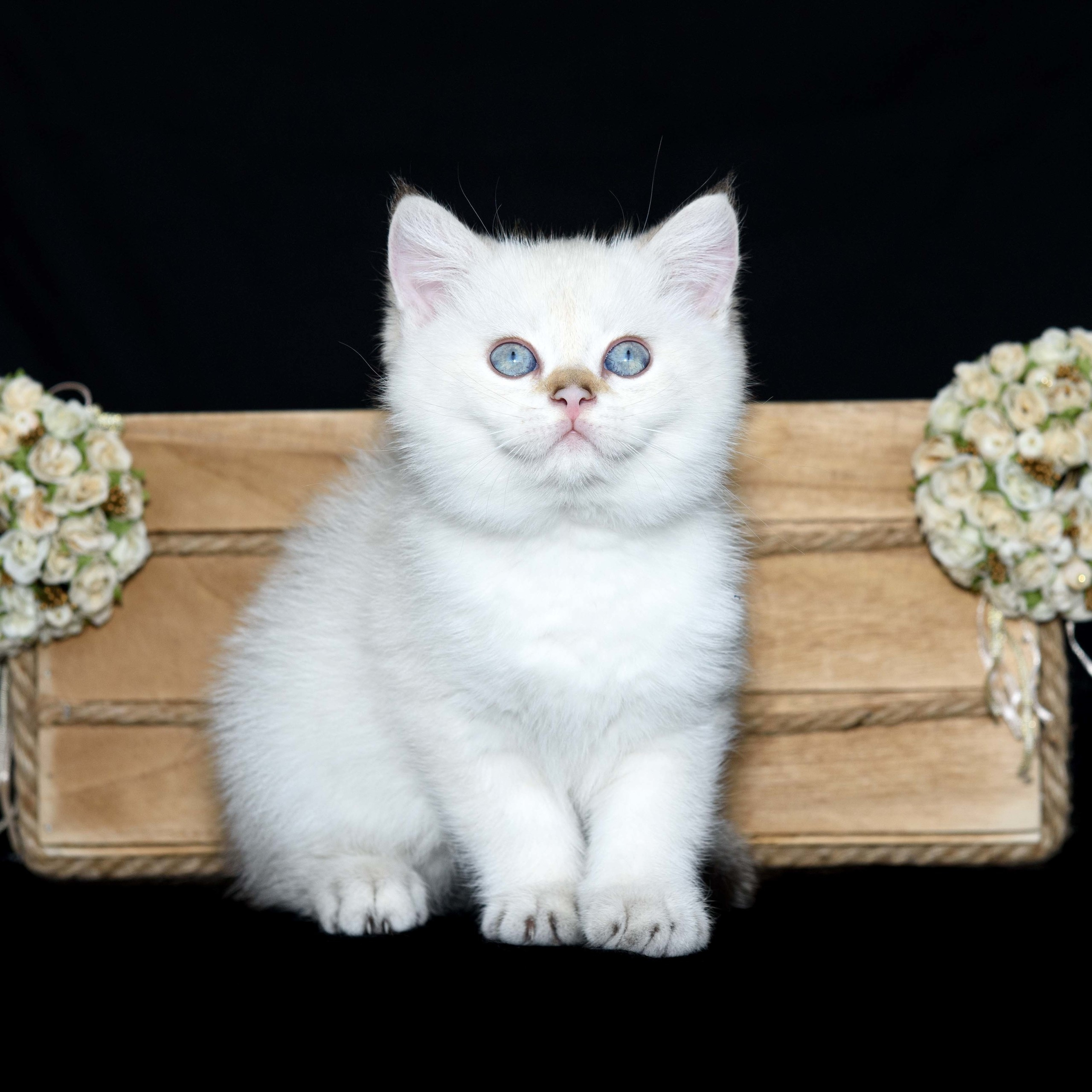 british shorthair golden, british shorthair golden cattery, british shorthair cattery greece, british golden chinchilla greece, british shorthair price, british shorthair Cyprus price, british shorthair Limassol price, cattery british shorthair Limassol, cattery british shorthair Cyprus, british shorthair kittens price, Cattery British shorthair Cyprus, cattery british shorthair Limassol, british kittens Limassol, british kittens Limassol price, cats for sale Limassol, kitten for sale Limassol, kitten for sale Cyprus, kitten for sale with pedigree limassol, cats for sale Limassol, cats for sale Larnaka, cats for sale Nicosia, kittens for sale Limassol, kittens for sale with pedigree Limassol, golden british shorthair cattery in France, golden british shorthair cattery in Austria