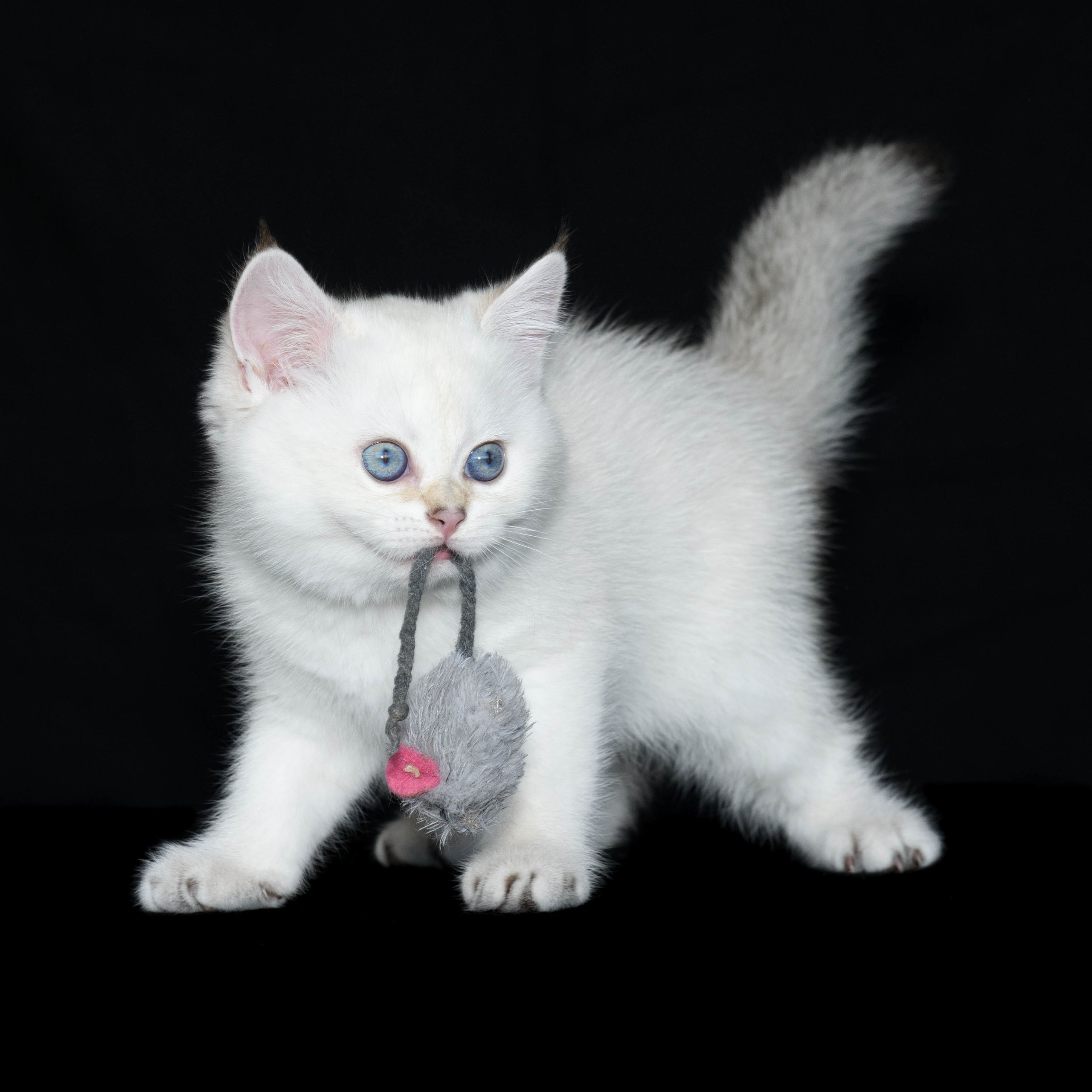 Питомник британских кошек, питомник британских кошек в Греции, питомник британских кошек в Афинах, питомник британских кошек на Кипре, питомник британских кошек в Лимассоле, британские котята на Кипре, купить британского котёнка на Кипре, золотая британская шиншилла на Кипре, британский котёнок на Кипре цена, британские котята в Лимассоле, породистые котята в Лимассоле цена, британские котята в Лимассоле купить