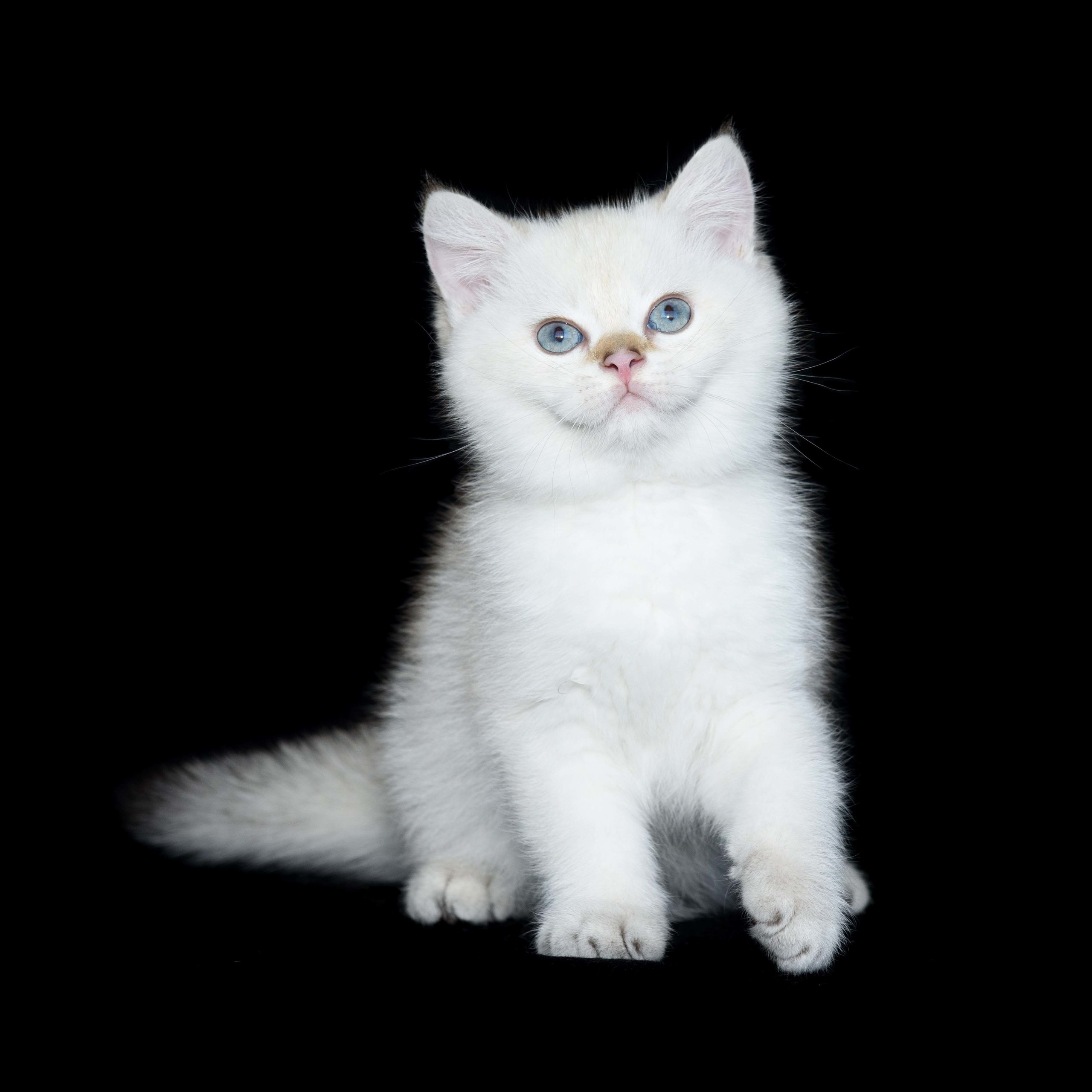 british shorthair golden, british shorthair golden cattery, british shorthair cattery greece, british golden chinchilla greece, british shorthair price, british shorthair Cyprus price, british shorthair Limassol price, cattery british shorthair Limassol, cattery british shorthair Cyprus, british shorthair kittens price, Cattery British shorthair Cyprus, cattery british shorthair Limassol, british kittens Limassol, british kittens Limassol price, cats for sale Limassol, kitten for sale Limassol, kitten for sale Cyprus, kitten for sale with pedigree limassol, cats for sale Limassol, cats for sale Larnaka, cats for sale Nicosia, kittens for sale Limassol, kittens for sale with pedigree Limassol