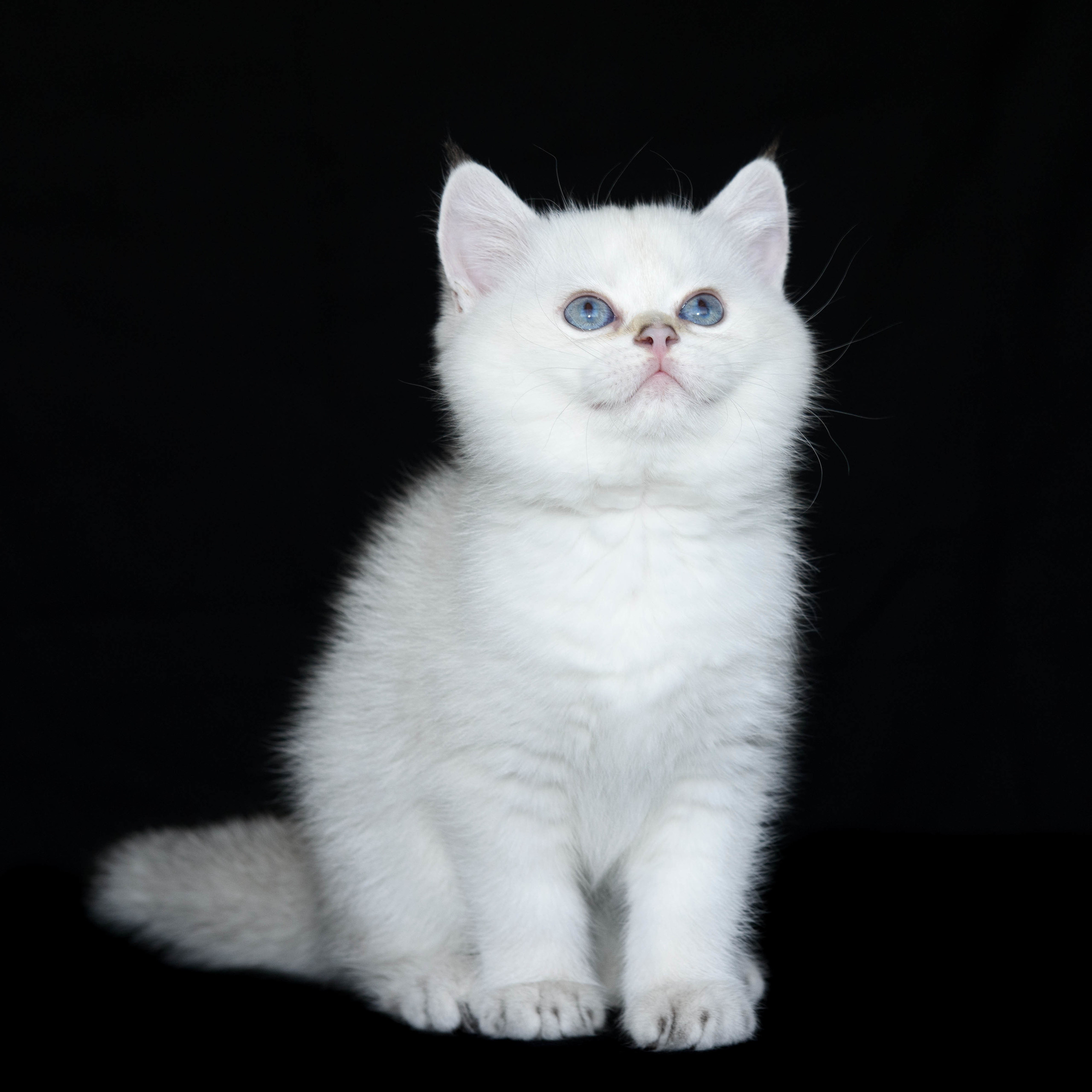 британские кошки, британские золотые кошки, британские золотые шиншиллы, питомник британских кошек, питомник золотых шиншилл, купить британскую кошку, питомник британских шиншилл в Греции, Питомник британских золотых шиншилл, британские кошки, питомник британских кошек, питомник золотых шиншилл, питомник золотых британцев, британская кошка Москва, британская золотая шиншилла Лимассол, питомник британских кошек Москва, питомник  британских кошек Ростов, британских кошек Сочи, питомник британских кошек Екатеринбург