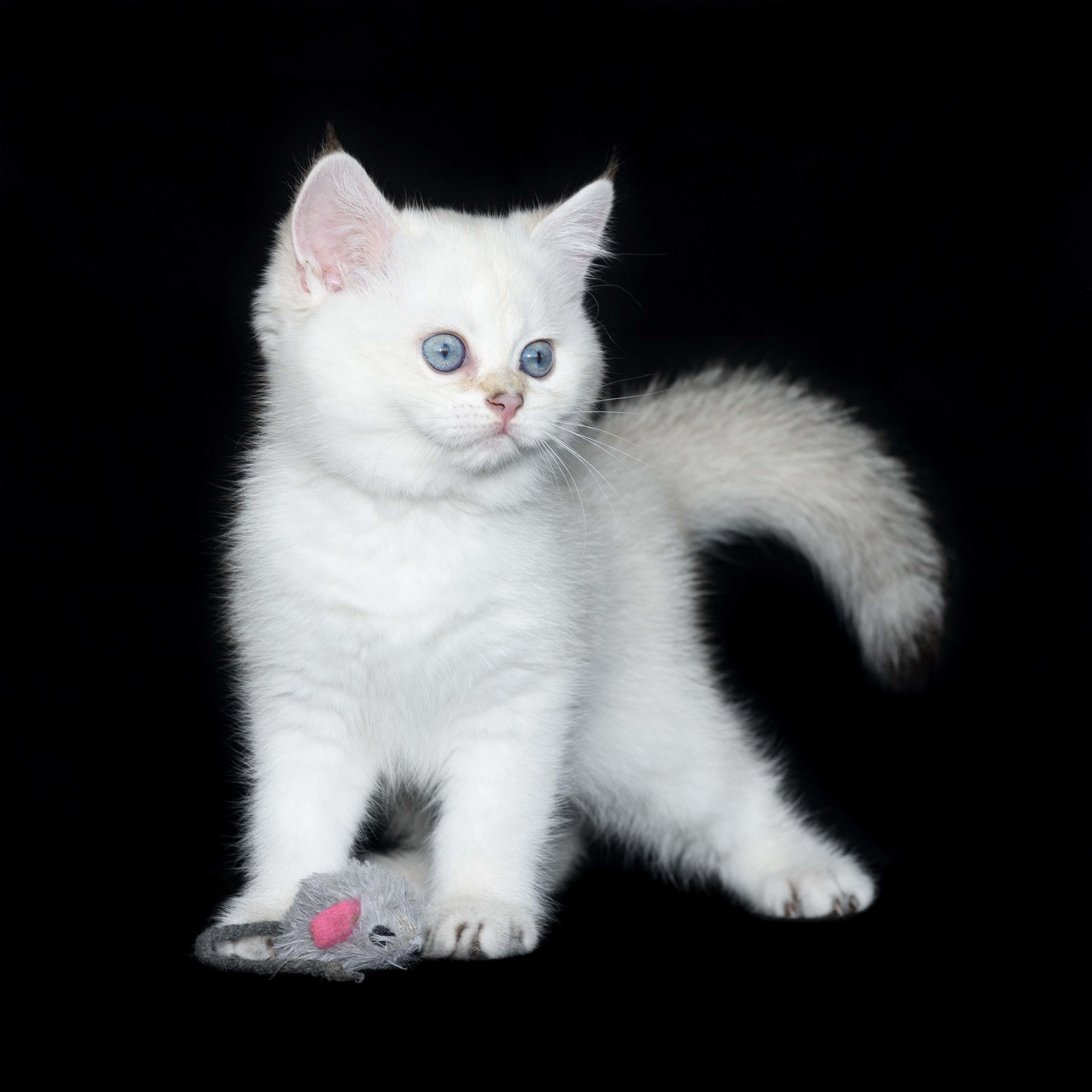 Питомник британских кошек, питомник британских кошек в Греции, питомник британских кошек в Афинах, питомник британских кошек на Кипре, питомник британских кошек в Лимассоле, британские котята на Кипре, купить британского котёнка на Кипре, золотая британская шиншилла на Кипре, британский котёнок на Кипре цена, британские котята в Лимассоле, породистые котята в Лимассоле цена, британские котята в Лимассоле купить