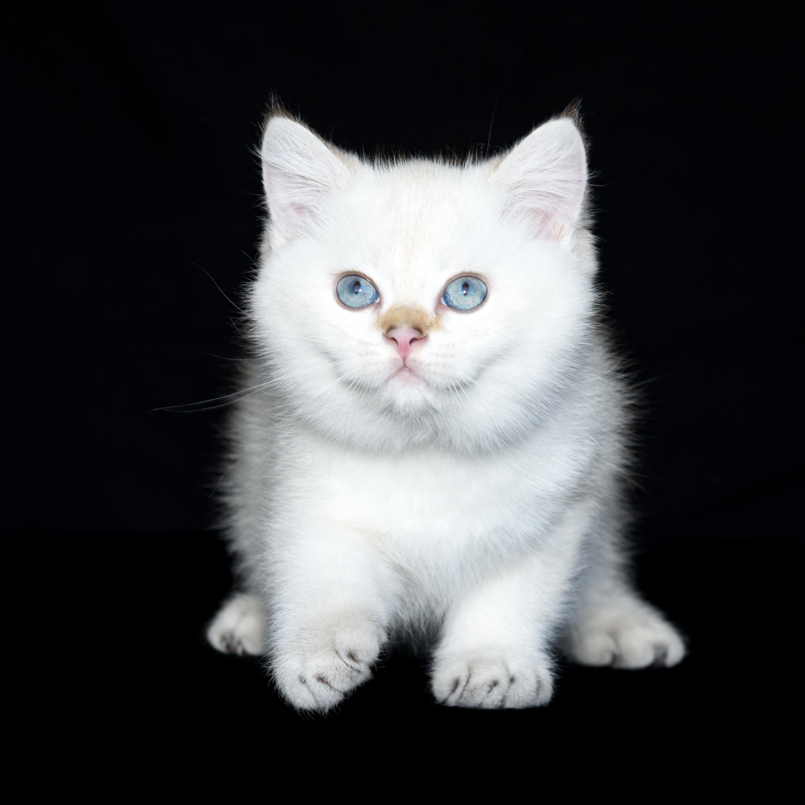 british shorthair golden, british shorthair golden cattery, british shorthair cattery greece, british golden chinchilla greece, british shorthair price, british shorthair Cyprus price, british shorthair Limassol price, cattery british shorthair Limassol, cattery british shorthair Cyprus, british shorthair kittens price, Cattery British shorthair Cyprus, cattery british shorthair Limassol, british kittens Limassol, british kittens Limassol price, cats for sale Limassol, kitten for sale Limassol, kitten for sale Cyprus, kitten for sale with pedigree limassol, cats for sale Limassol, cats for sale Larnaka, cats for sale Nicosia, kittens for sale Limassol, kittens for sale with pedigree Limassol, golden british shorthair cattery in Tailand, golden british shorthair cattery in Bangkok