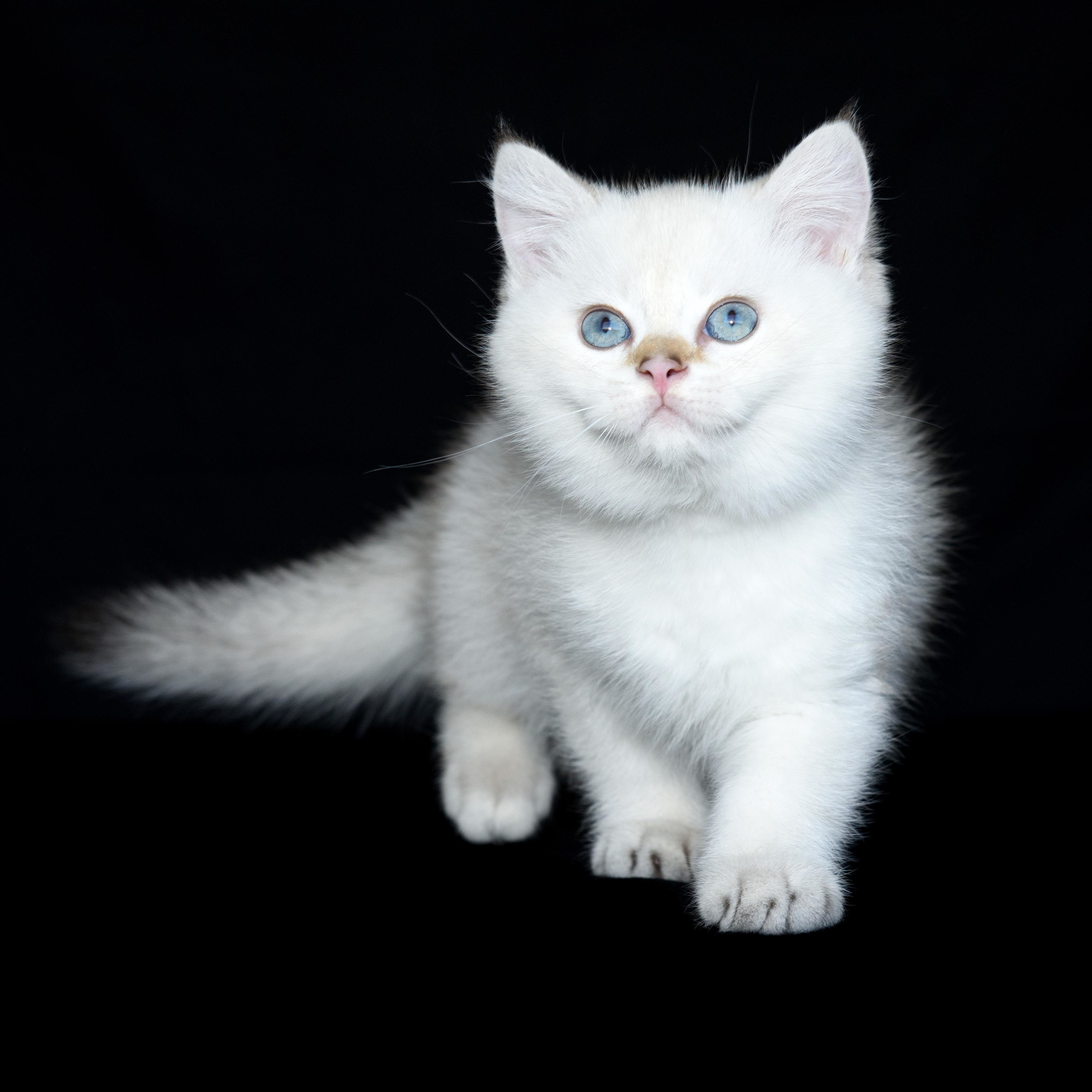 british shorthair golden, british shorthair golden cattery, british shorthair cattery greece, british golden chinchilla greece, british shorthair price, british shorthair Cyprus price, british shorthair Limassol price, cattery british shorthair Limassol, cattery british shorthair Cyprus, british shorthair kittens price, Cattery British shorthair Cyprus, cattery british shorthair Limassol, british kittens Limassol, british kittens Limassol price, cats for sale Limassol, kitten for sale Limassol, kitten for sale Cyprus, kitten for sale with pedigree limassol, cats for sale Limassol, cats for sale Larnaka, cats for sale Nicosia, kittens for sale Limassol, kittens for sale with pedigree Limassol, golden british shorthair cattery in UK