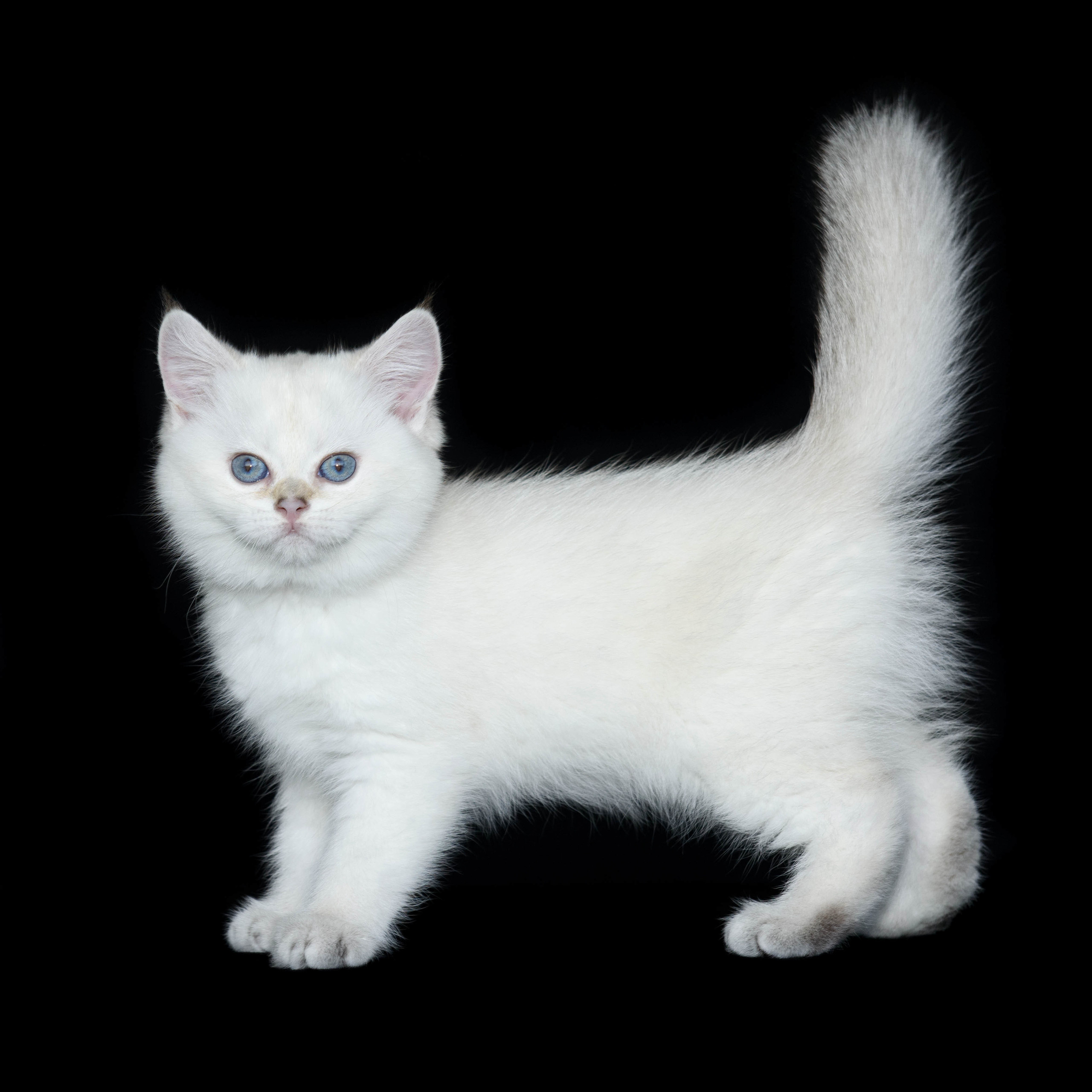 Питомник британских кошек, питомник британских кошек в Греции, питомник британских кошек в Афинах, питомник британских кошек на Кипре, питомник британских кошек в Лимассоле, британские котята на Кипре, купить британского котёнка на Кипре, золотая британская шиншилла на Кипре, британский котёнок на Кипре цена, британские котята в Лимассоле, породистые котята в Лимассоле цена, британские котята в Лимассоле купить