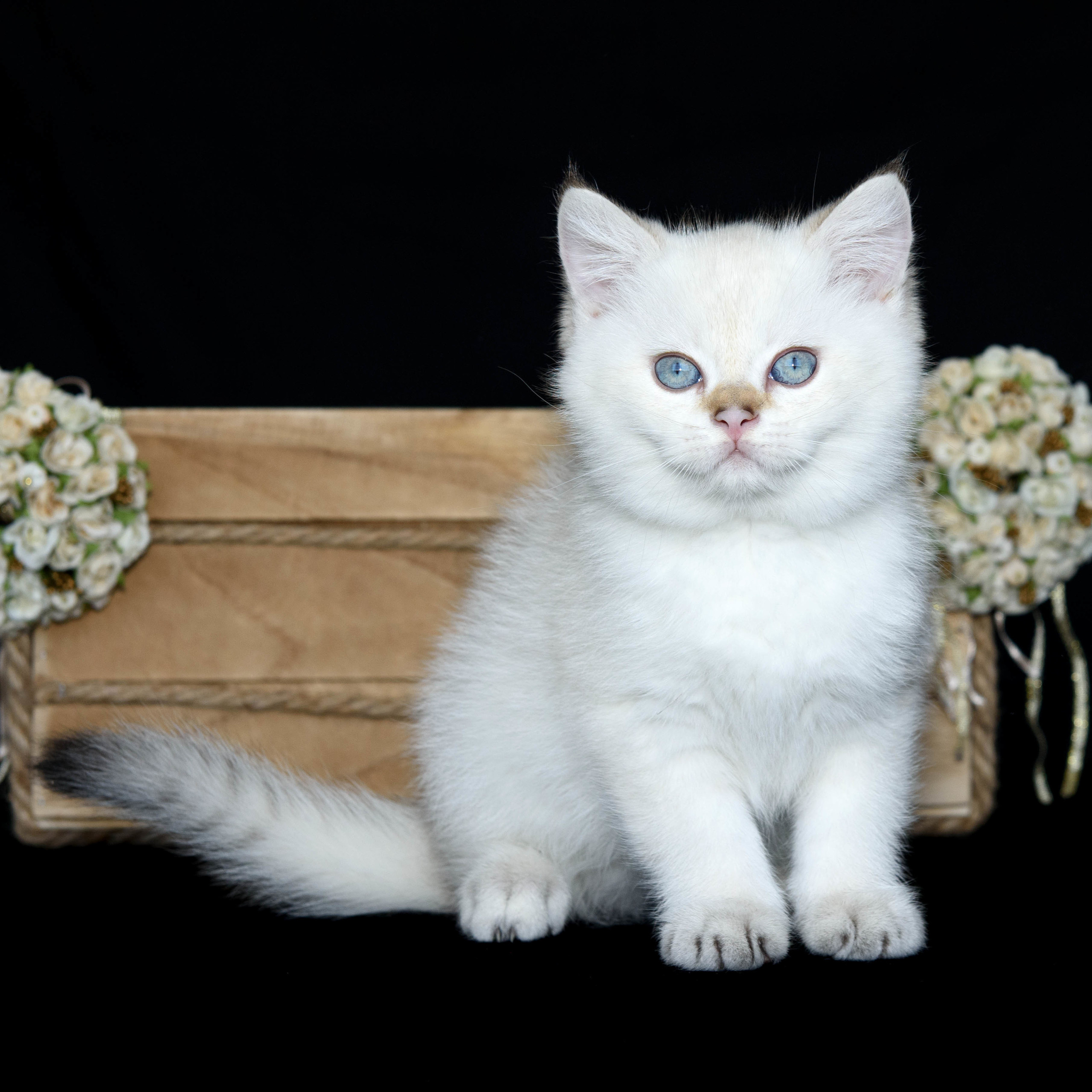 british shorthair golden, british shorthair golden cattery, british shorthair cattery greece, british golden chinchilla greece, british shorthair price, british shorthair Cyprus price, british shorthair Limassol price, cattery british shorthair Limassol, cattery british shorthair Cyprus, british shorthair kittens price, Cattery British shorthair Cyprus, cattery british shorthair Limassol, british kittens Limassol, british kittens Limassol price, cats for sale Limassol, kitten for sale Limassol, kitten for sale Cyprus, kitten for sale with pedigree limassol, cats for sale Limassol, cats for sale Larnaka, cats for sale Nicosia, kittens for sale Limassol, kittens for sale with pedigree Limassol, golden british shorthair cattery in Kuwait, golden british shorthair cattery in Israel