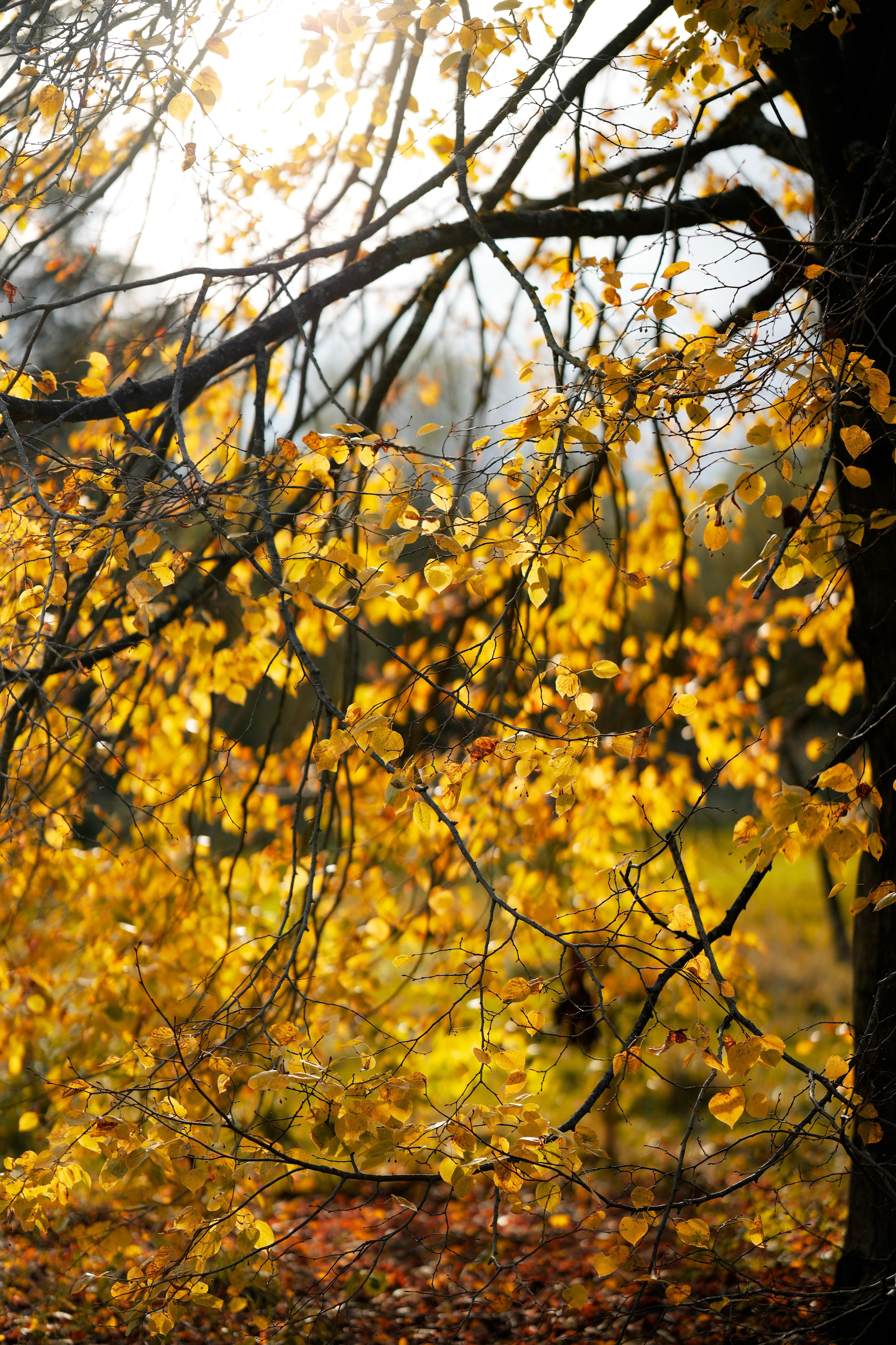 Family photo shoot in Brueton park