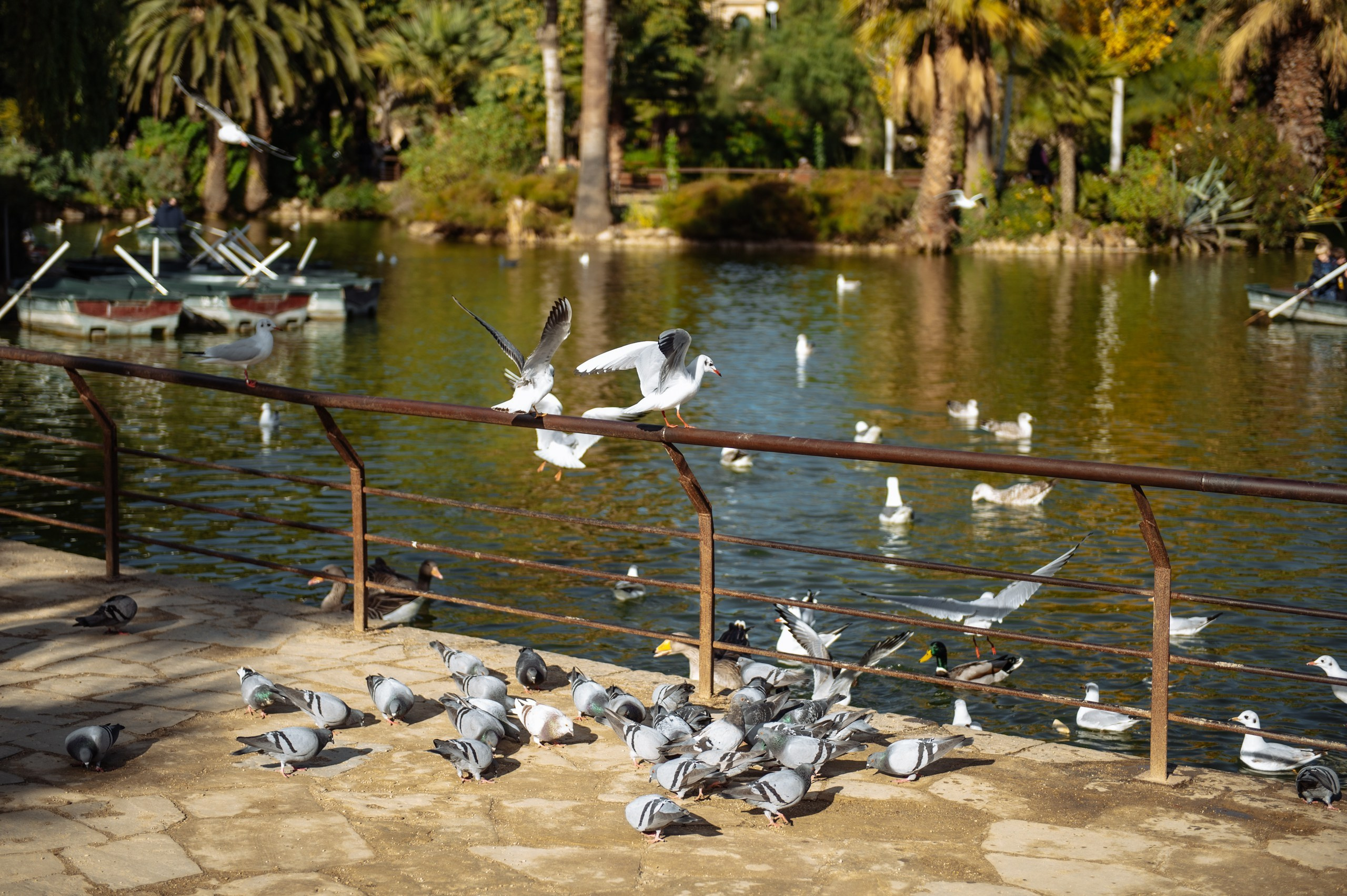 Sesión de fotos en Barcelona para despedidas de soltero y soltera. Fotógrafa Ekaterina Gasanova - sesiones de fotos en Barcelona