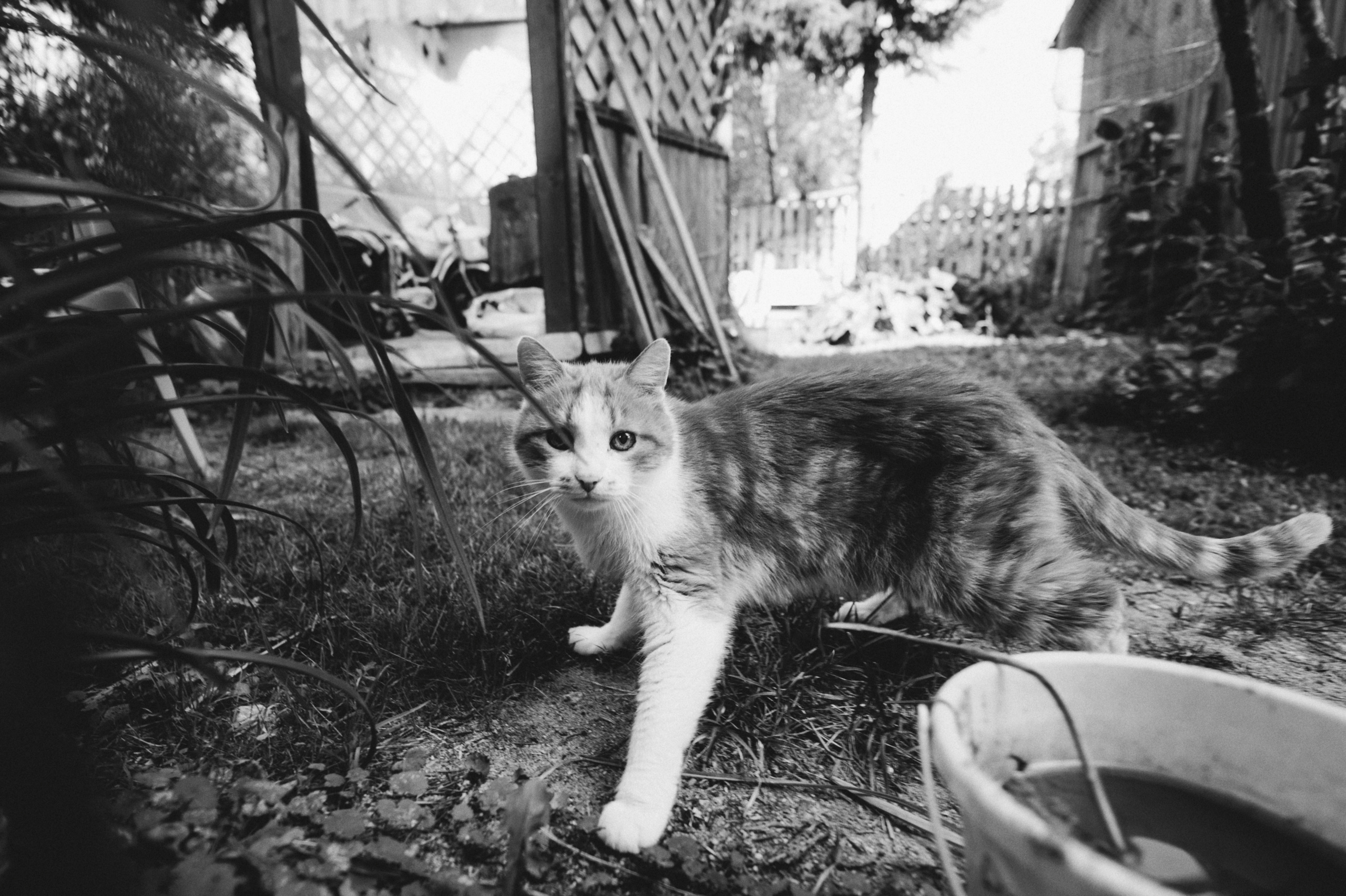 Один самовар и четыре шляпы. Ksenia Marchand/ Lifestyle photographer in Paris