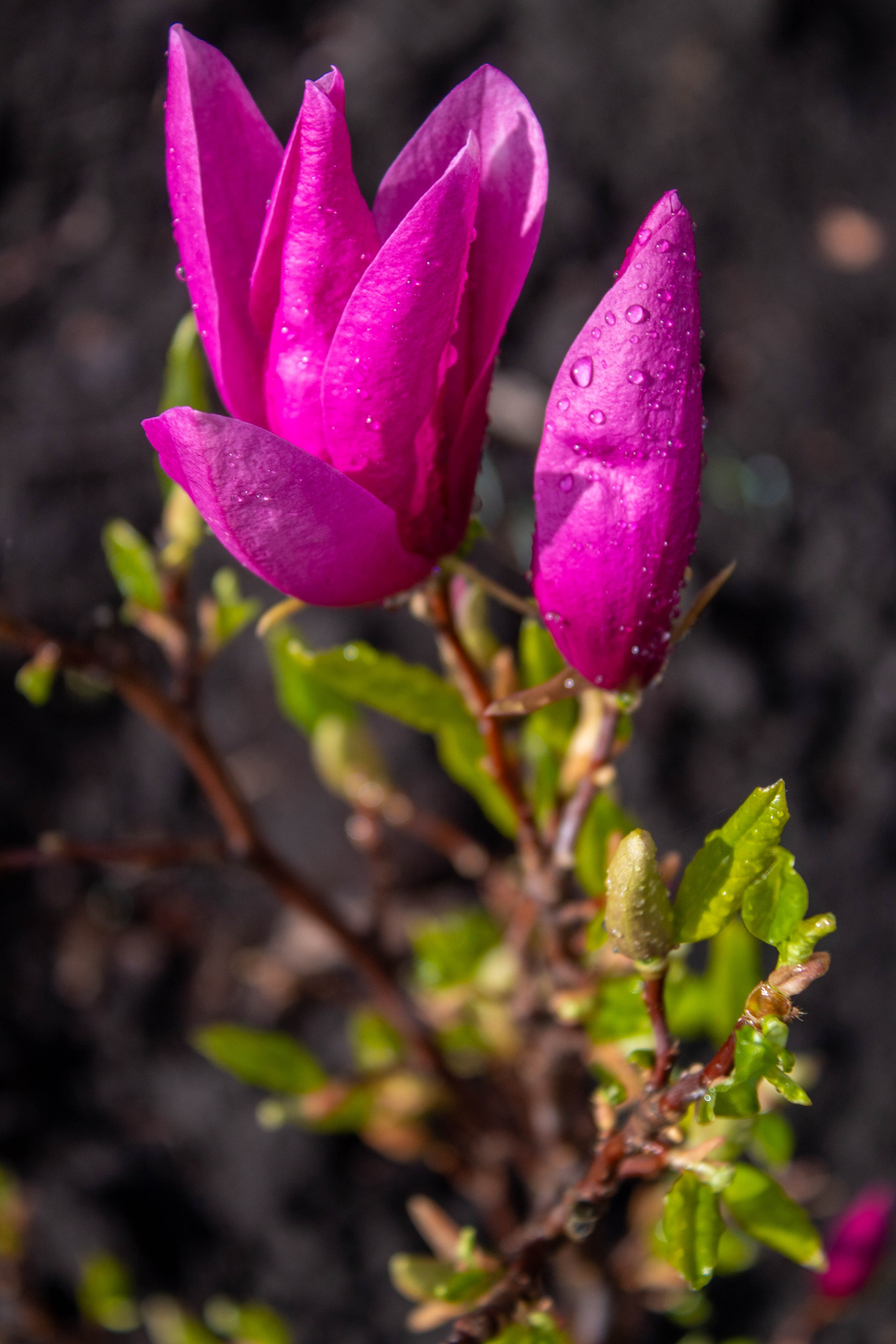 Two bright pink cyclamen flowers standing out in a green garden.