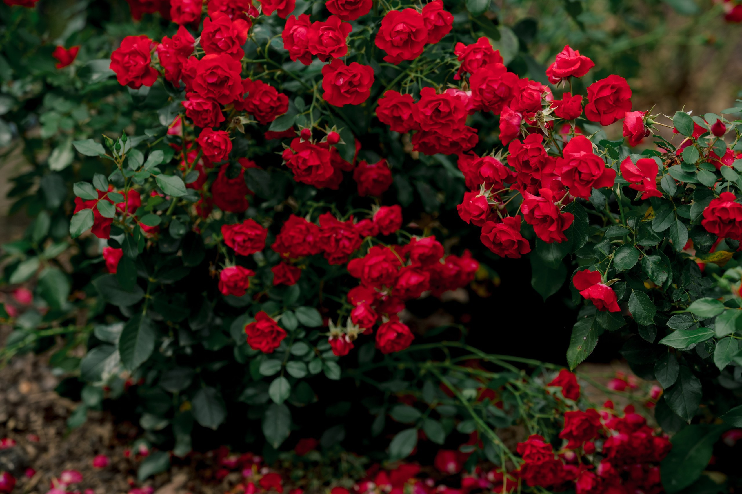 Hochzeit Kloster Bronnbach – Hochzeitsfotografin Würzburg. Anna Saribekyan – Beste Hochzeitsfotografin in Würzburg, Top 10 in Deutschland