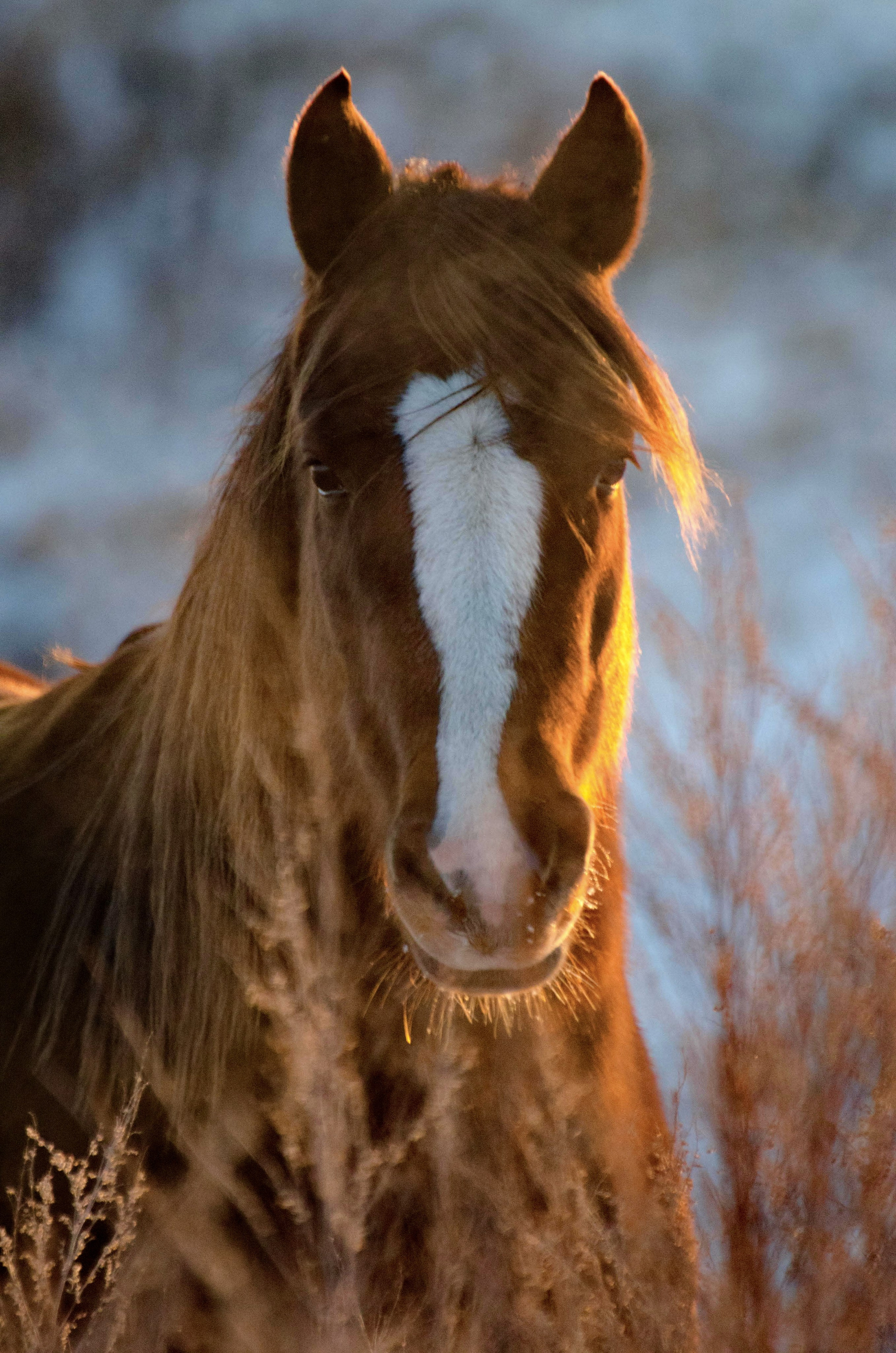 Chisinau. Fotograf de familie Vitalie Budoianu