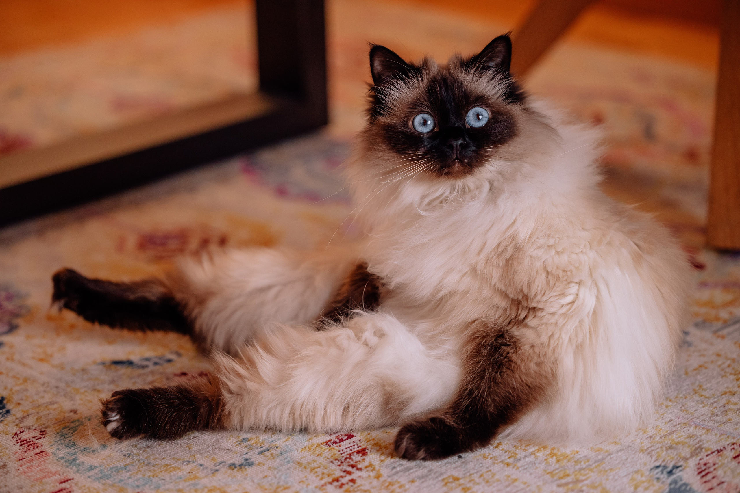 Weihnachten Zuhause. Hochzeitsfotograf München Taufe Familienfotograf Tanja Mauke