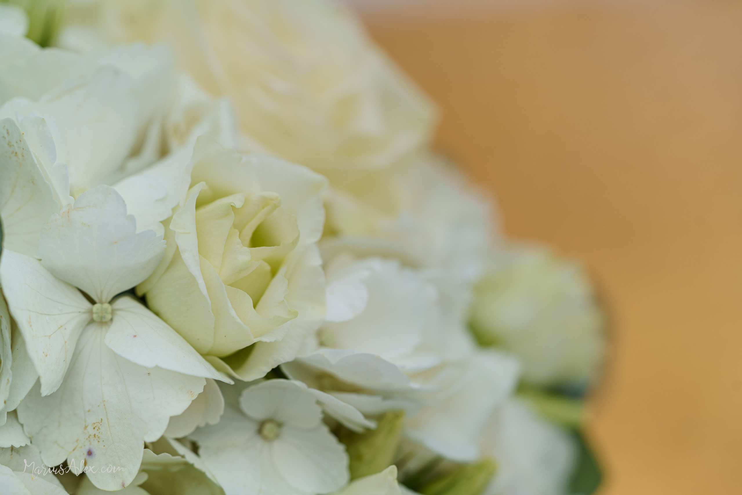 Daniela & Gabriel. Marius Alex fotograf de eveniment si portret din Suceava